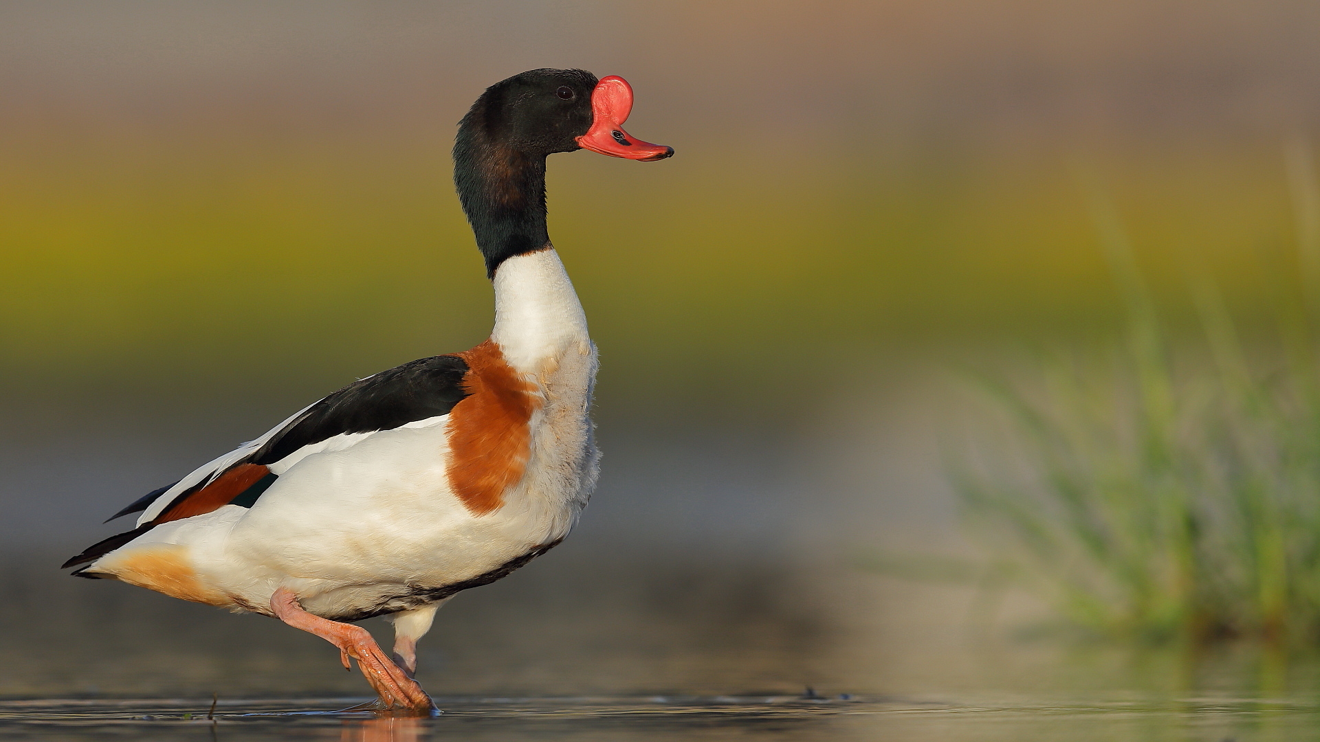 Suna » Common Shelduck » Tadorna tadorna