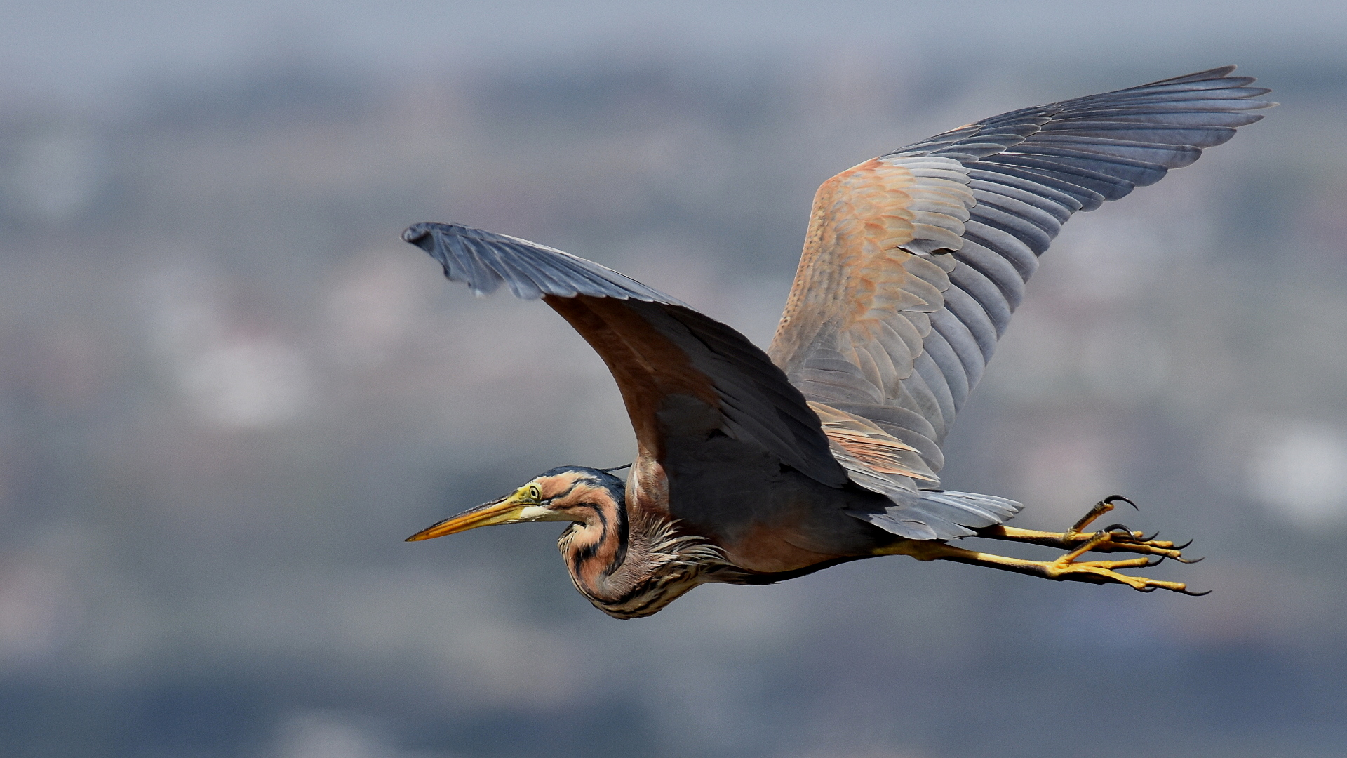 Erguvani balıkçıl » Purple Heron » Ardea purpurea