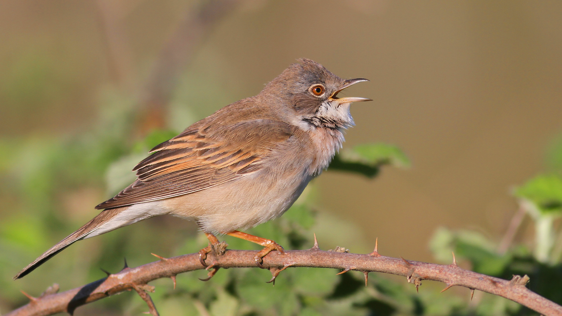 Akgerdanlı ötleğen » Common Whitethroat » Sylvia communis