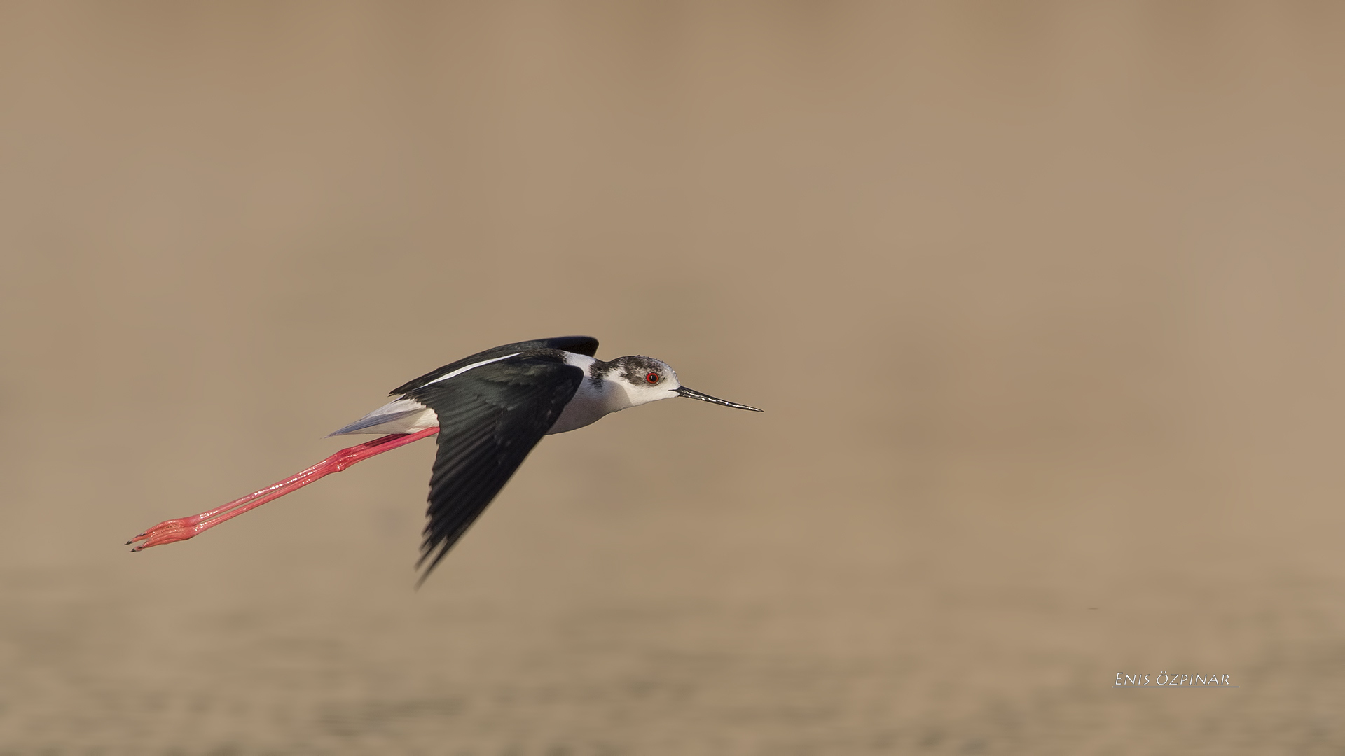 Uzunbacak » Black-winged Stilt » Himantopus himantopus