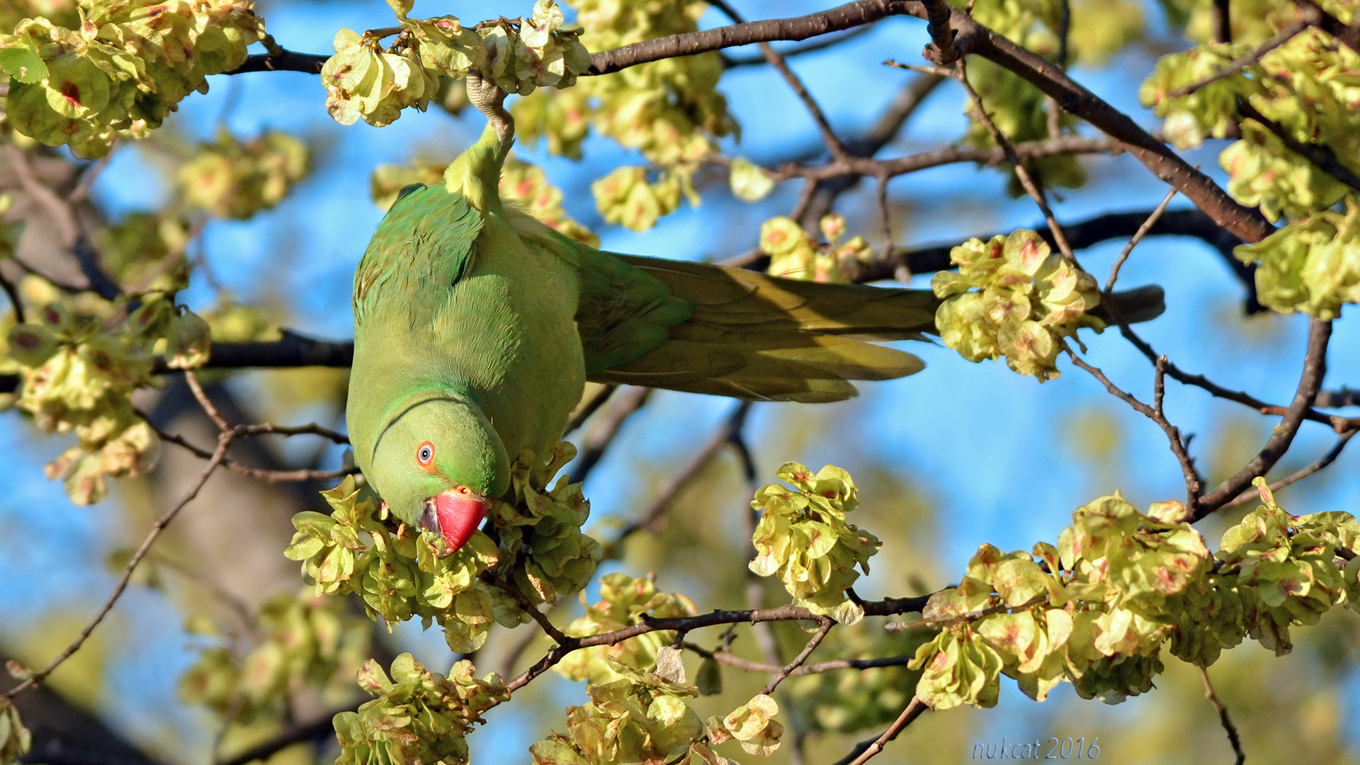 Yeşil papağan » Rose-ringed Parakeet » Psittacula krameri