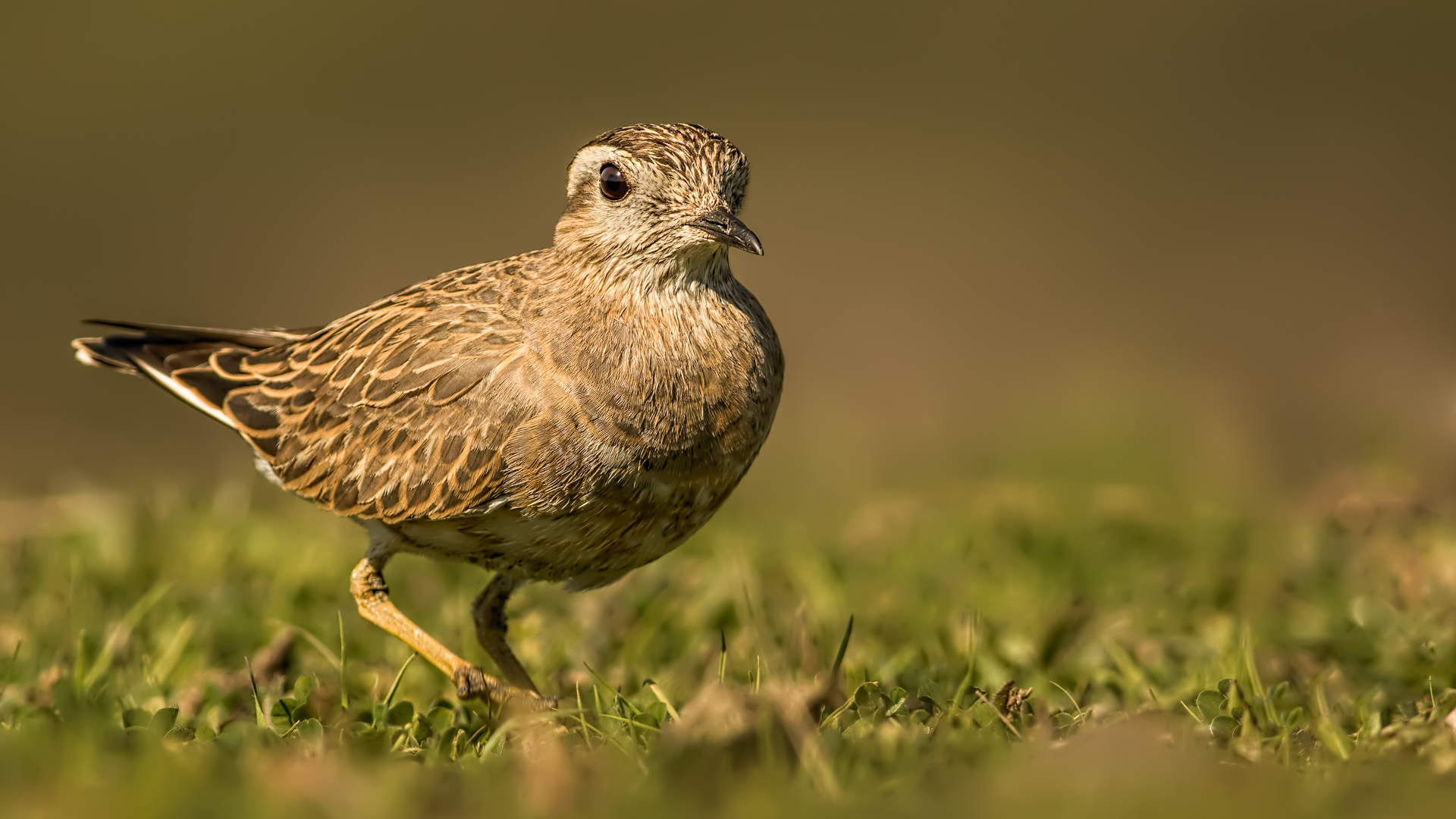 Dağ cılıbıtı » Eurasian Dotterel » Charadrius morinellus