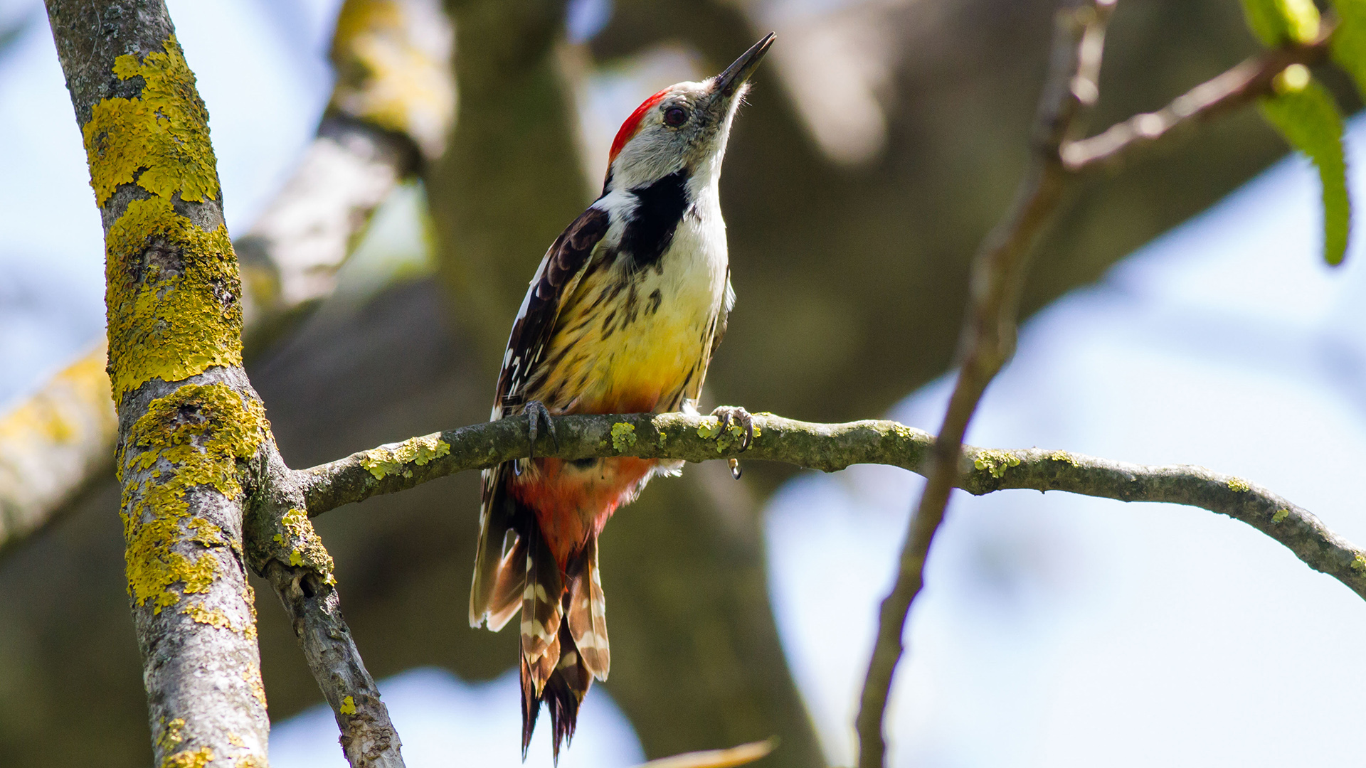 Ortanca ağaçkakan » Middle Spotted Woodpecker » Dendrocoptes medius