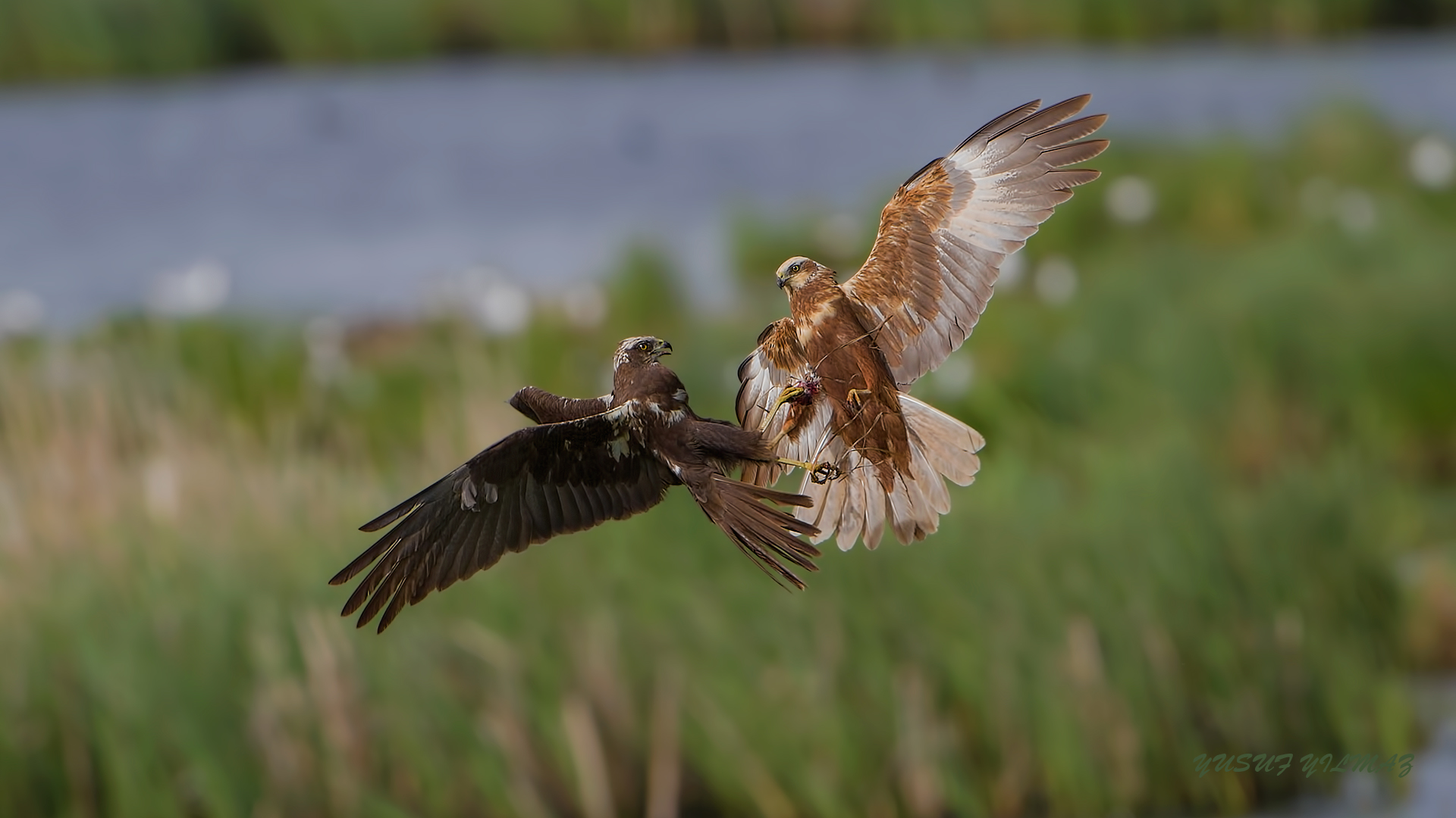 Saz delicesi » Western Marsh Harrier » Circus aeruginosus