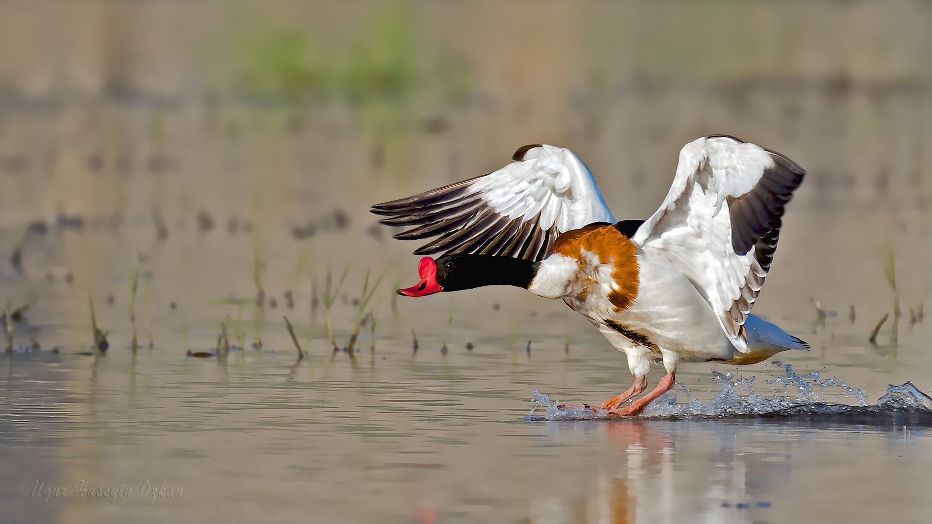 Suna » Common Shelduck » Tadorna tadorna