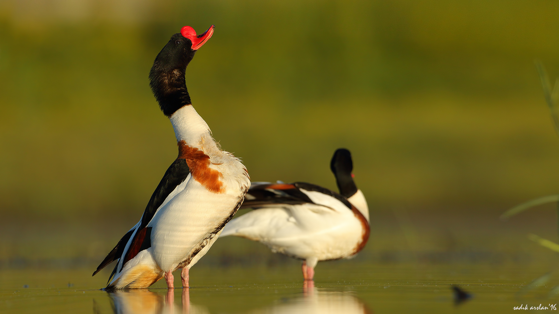 Suna » Common Shelduck » Tadorna tadorna