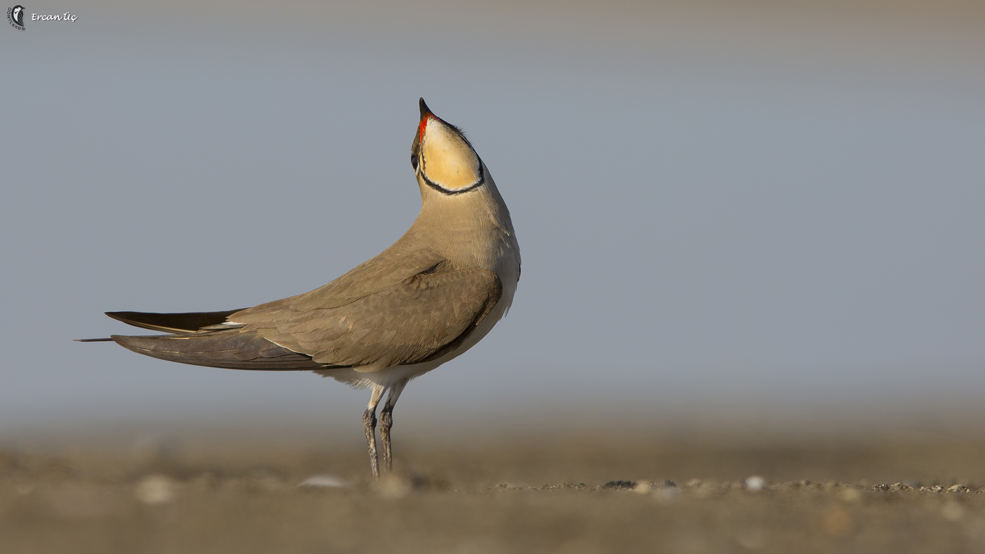 Bataklıkkırlangıcı » Collared Pratincole » Glareola pratincola