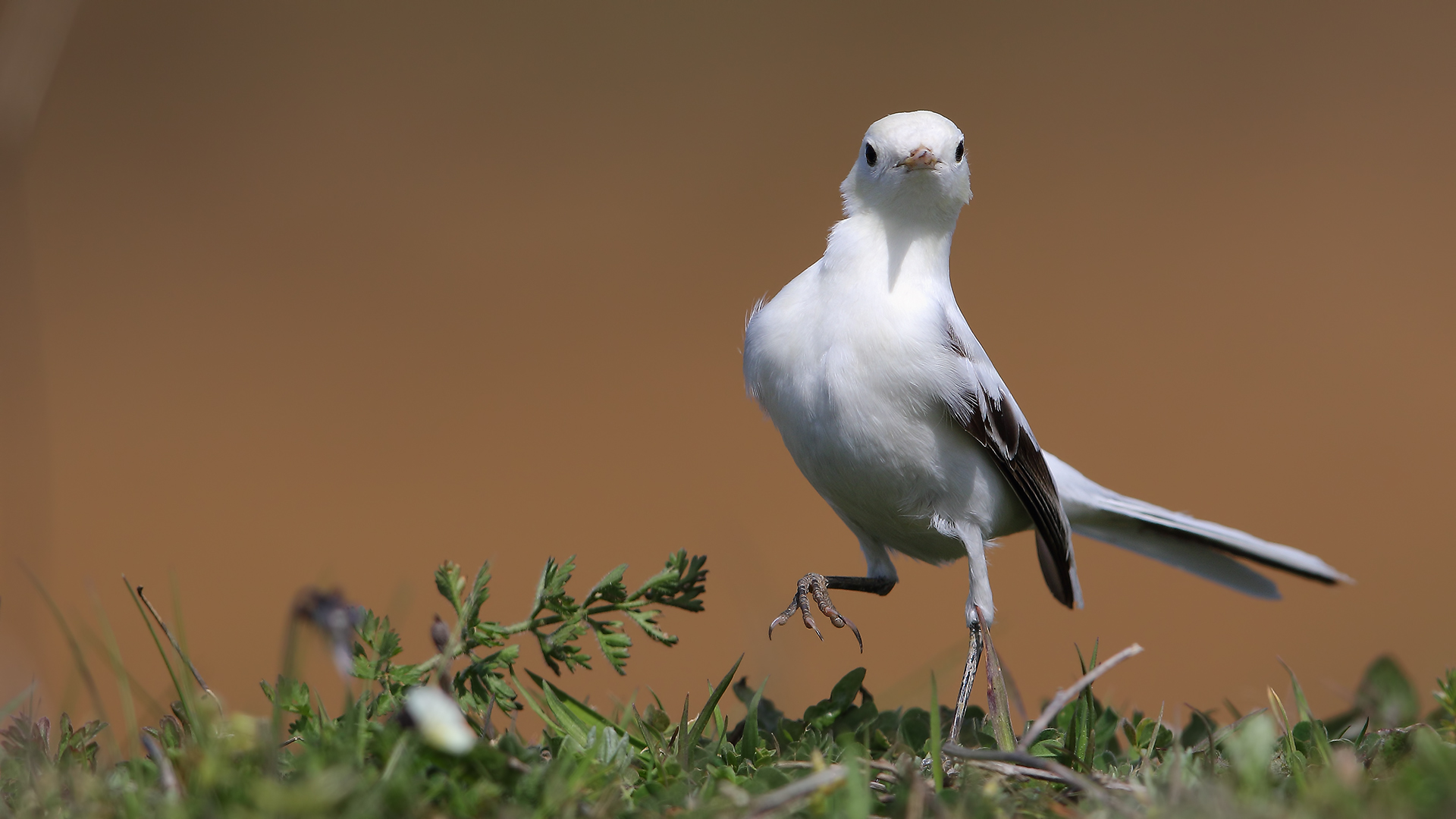 Ak kuyruksallayan » White Wagtail » Motacilla alba