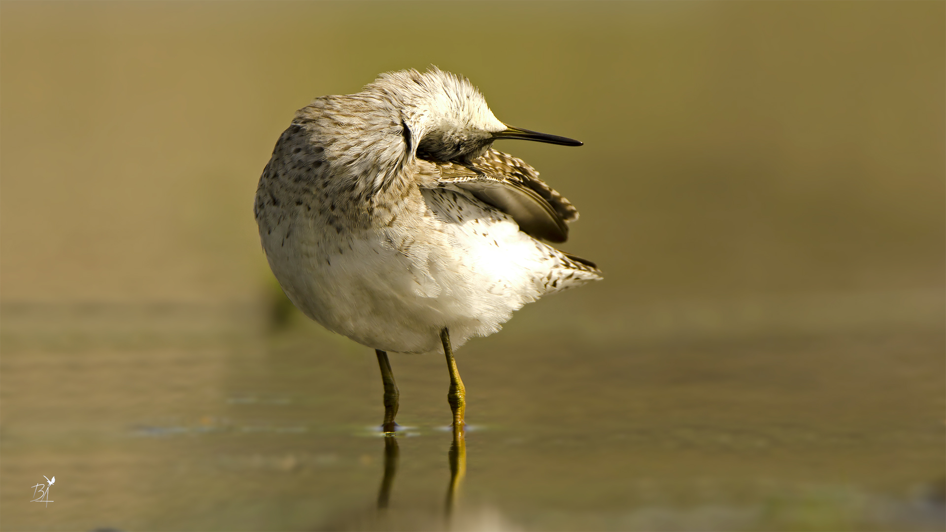 Orman düdükçünü » Wood Sandpiper » Tringa glareola