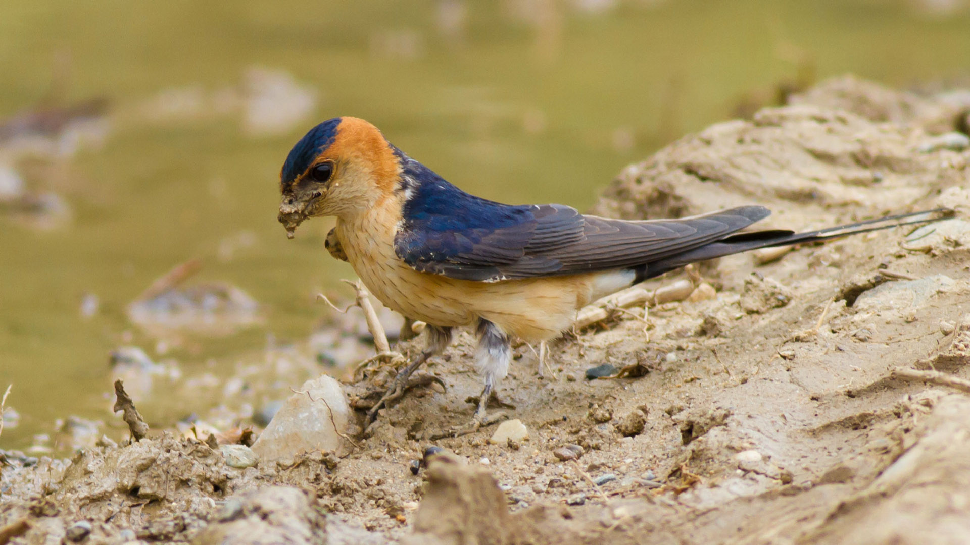 Kızıl kırlangıç » Red-rumped Swallow » Cecropis daurica