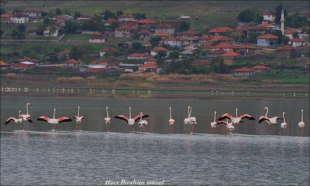 Flamingo