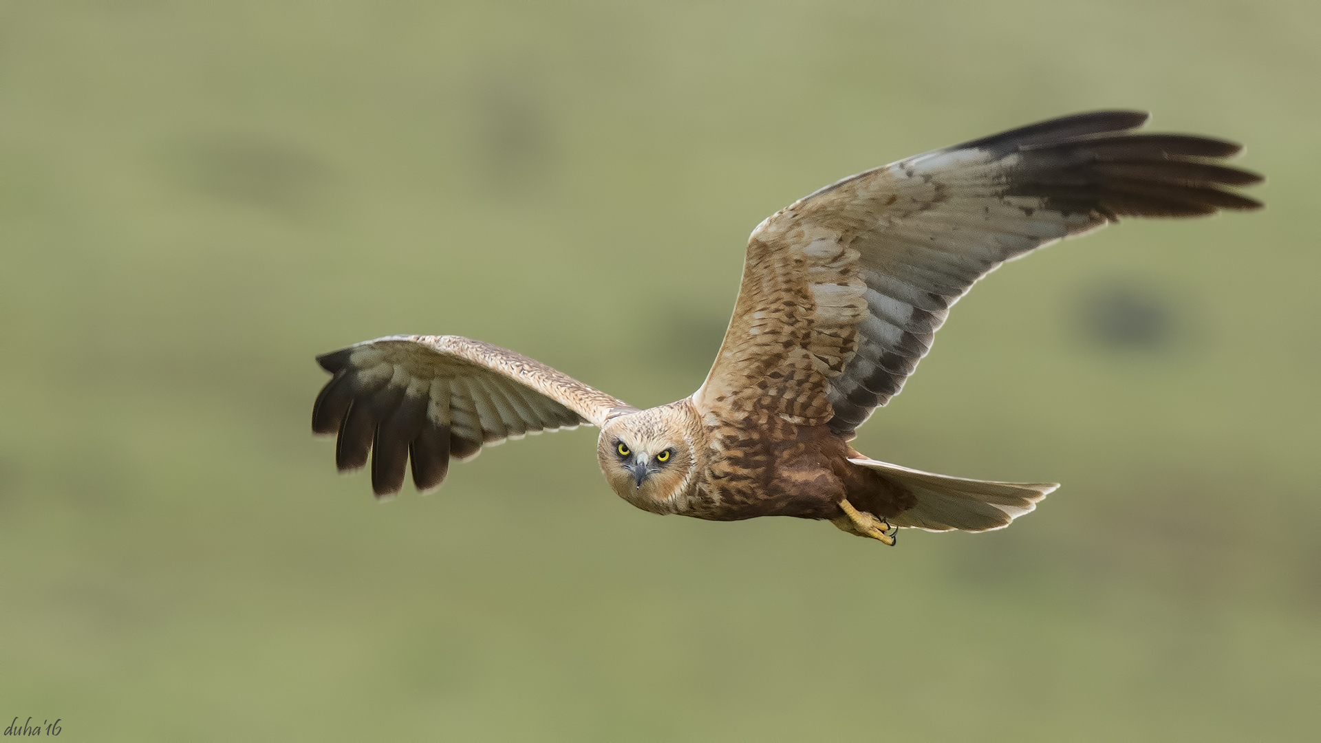 Saz delicesi » Western Marsh Harrier » Circus aeruginosus