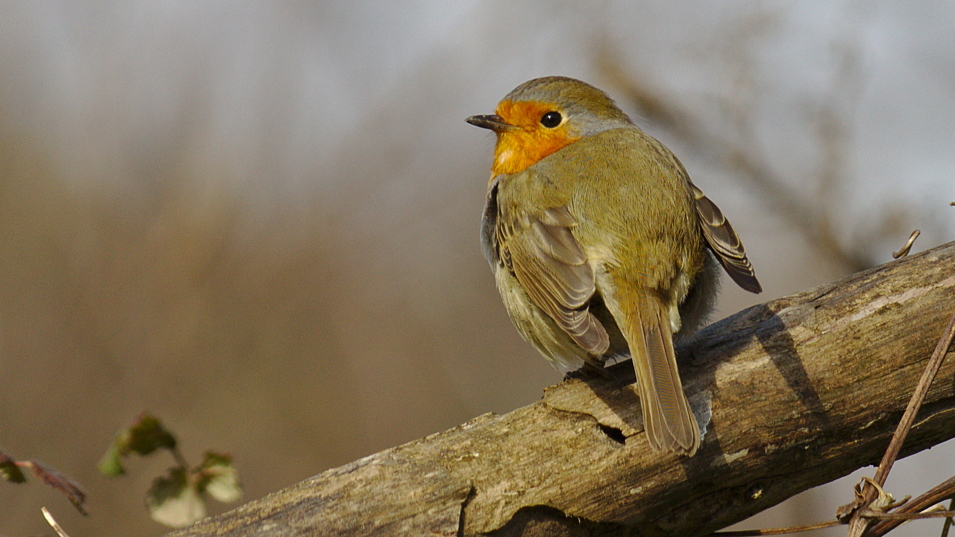 Kızılgerdan » European Robin » Erithacus rubecula