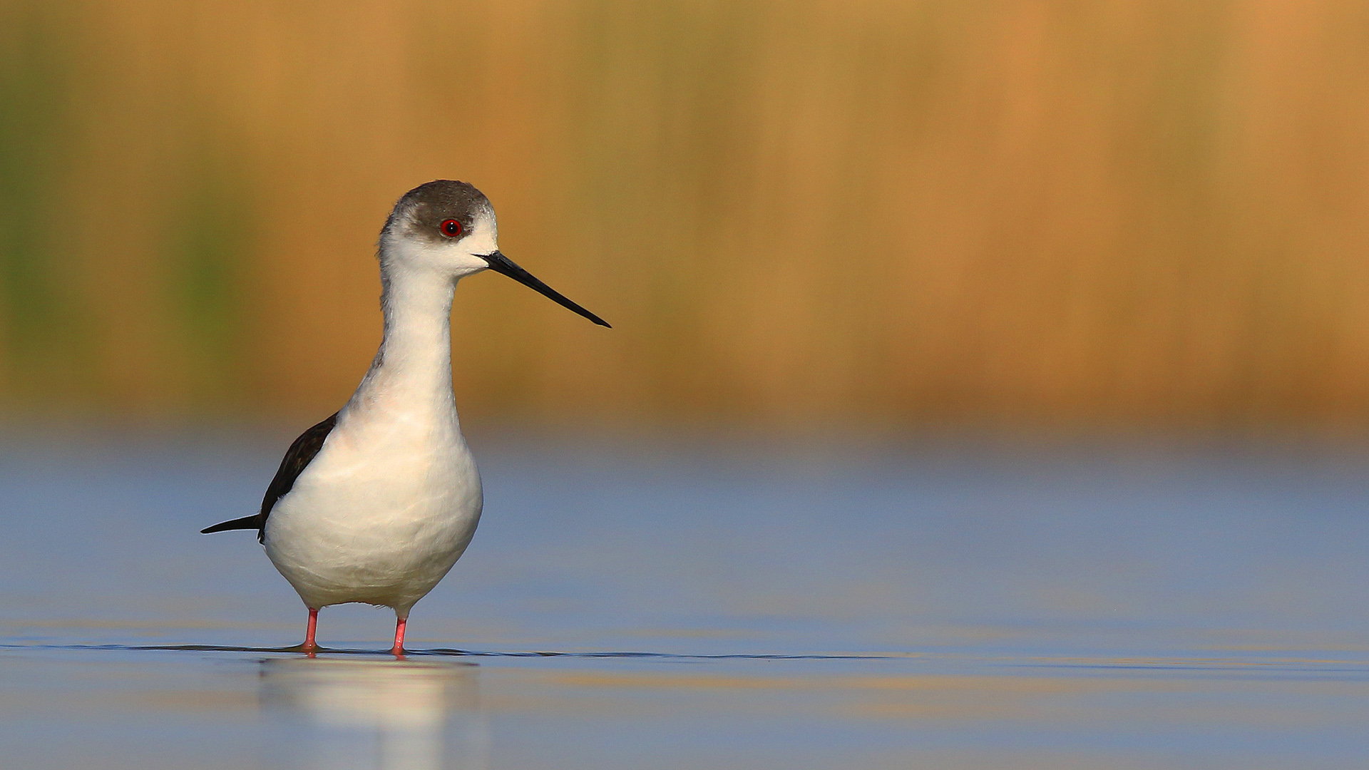 Uzunbacak » Black-winged Stilt » Himantopus himantopus