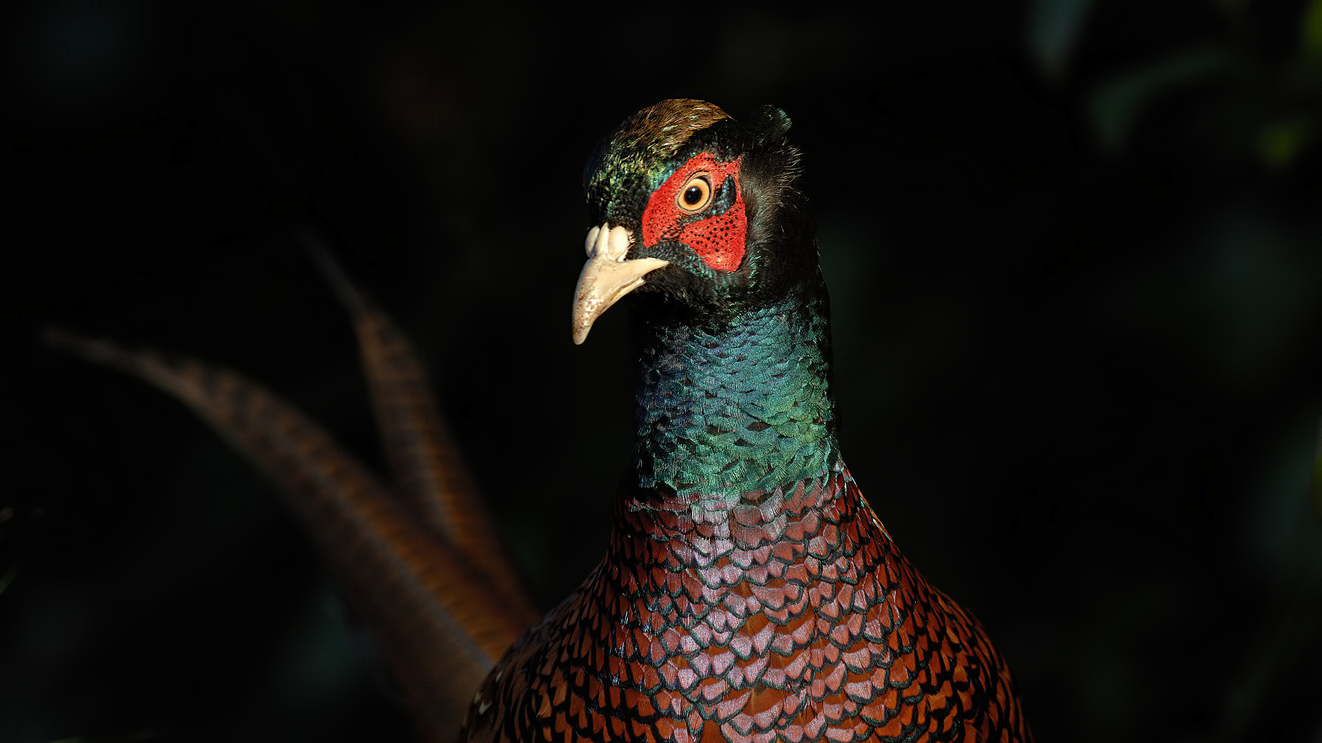 Sülün » Common Pheasant » Phasianus colchicus