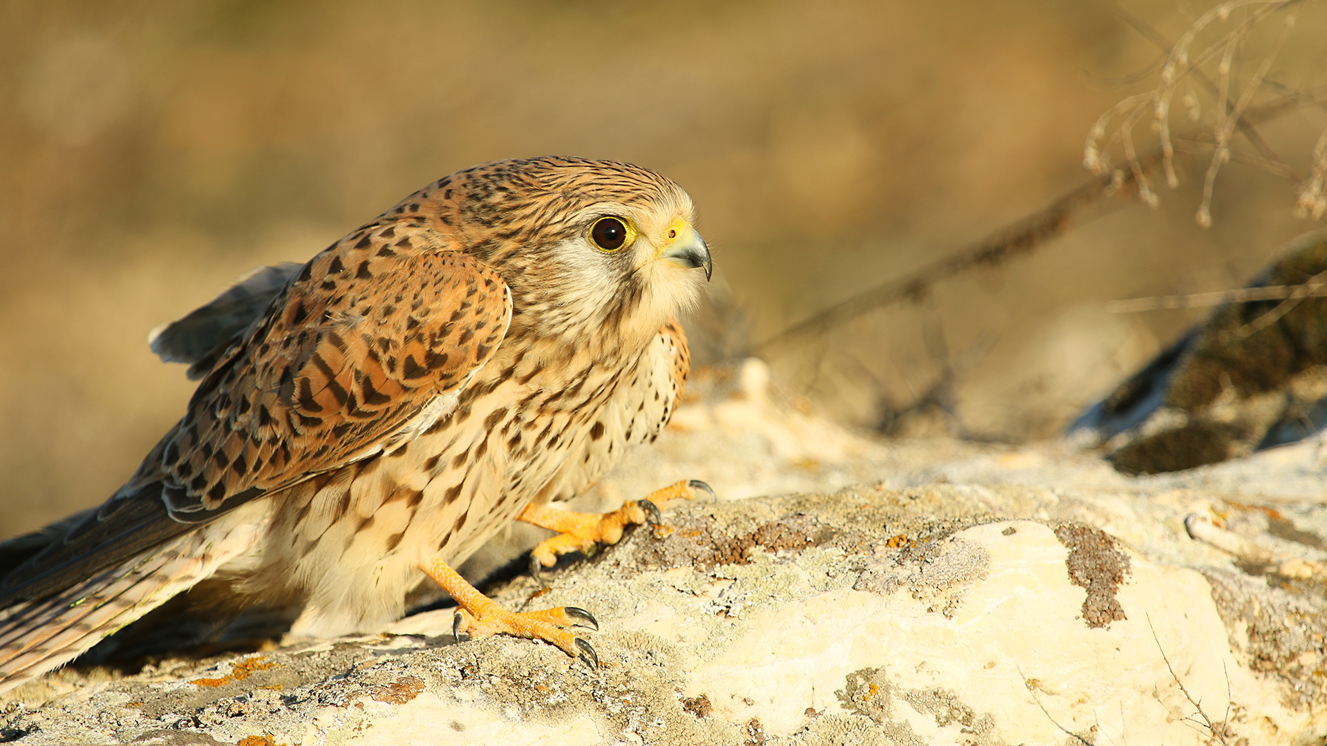 Kerkenez » Common Kestrel » Falco tinnunculus