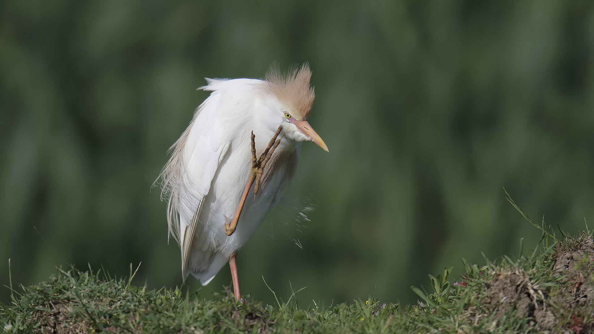 Sığır balıkçılı » Western Cattle Egret » Bubulcus ibis