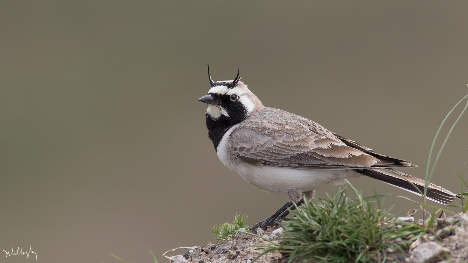 Kulaklı toygar » Horned Lark » Eremophila alpestris