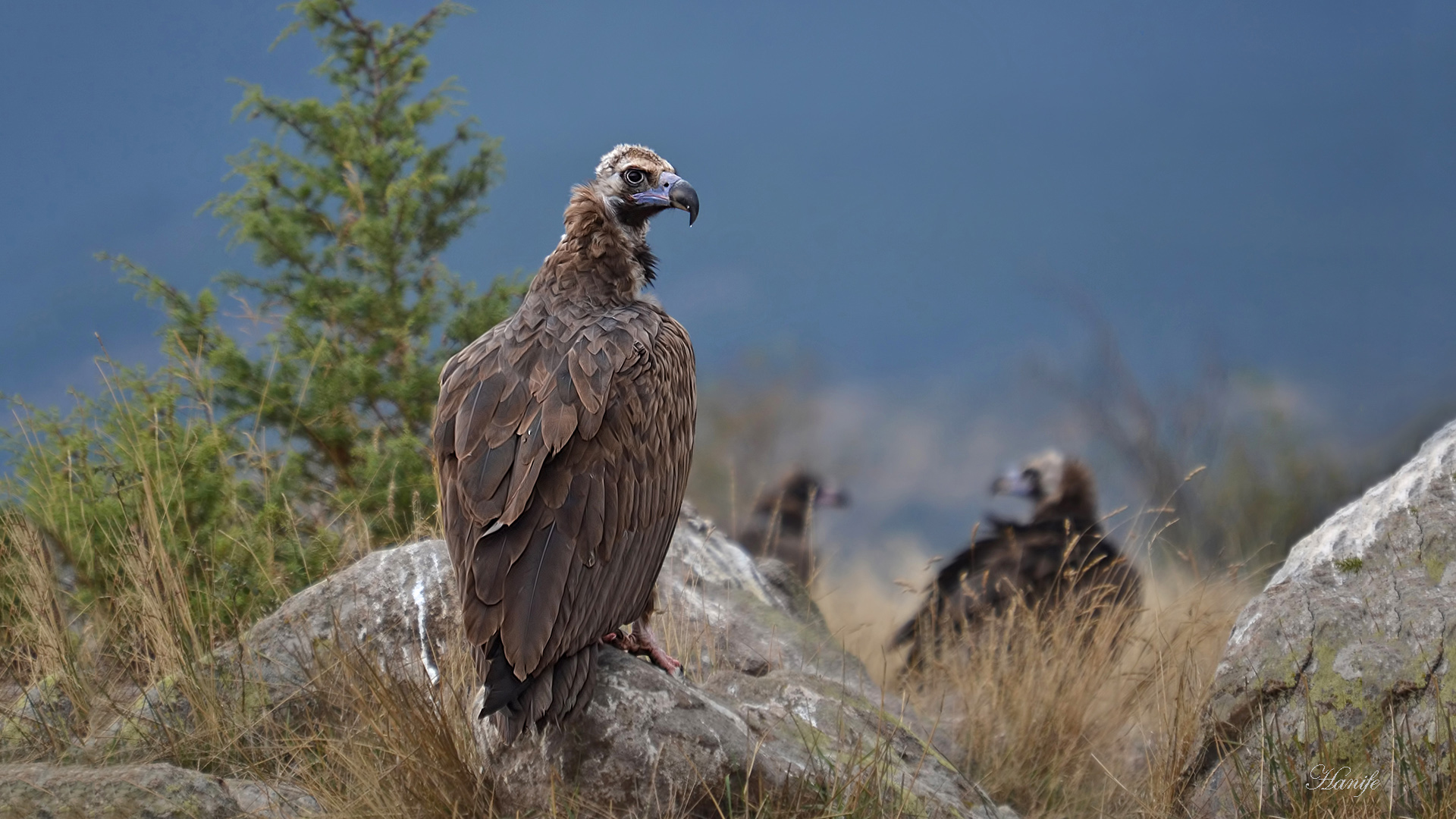 Kara akbaba » Cinereous Vulture » Aegypius monachus