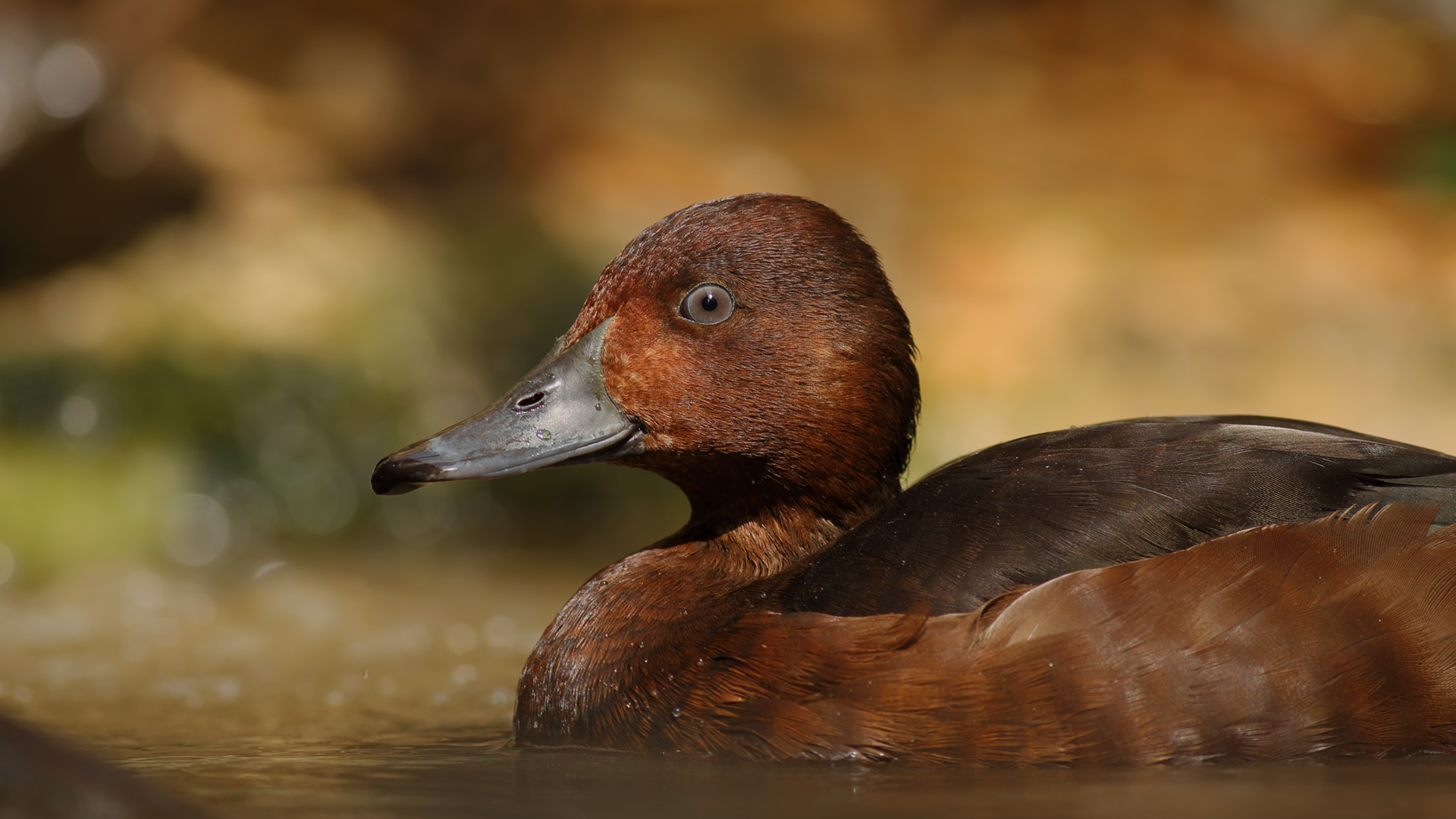 Pasbaş patka » Ferruginous Duck » Aythya nyroca