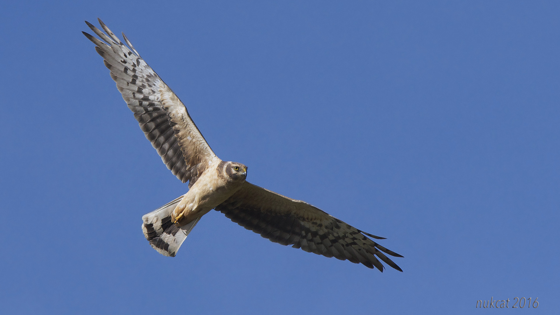 Bozkır delicesi » Pallid Harrier » Circus macrourus