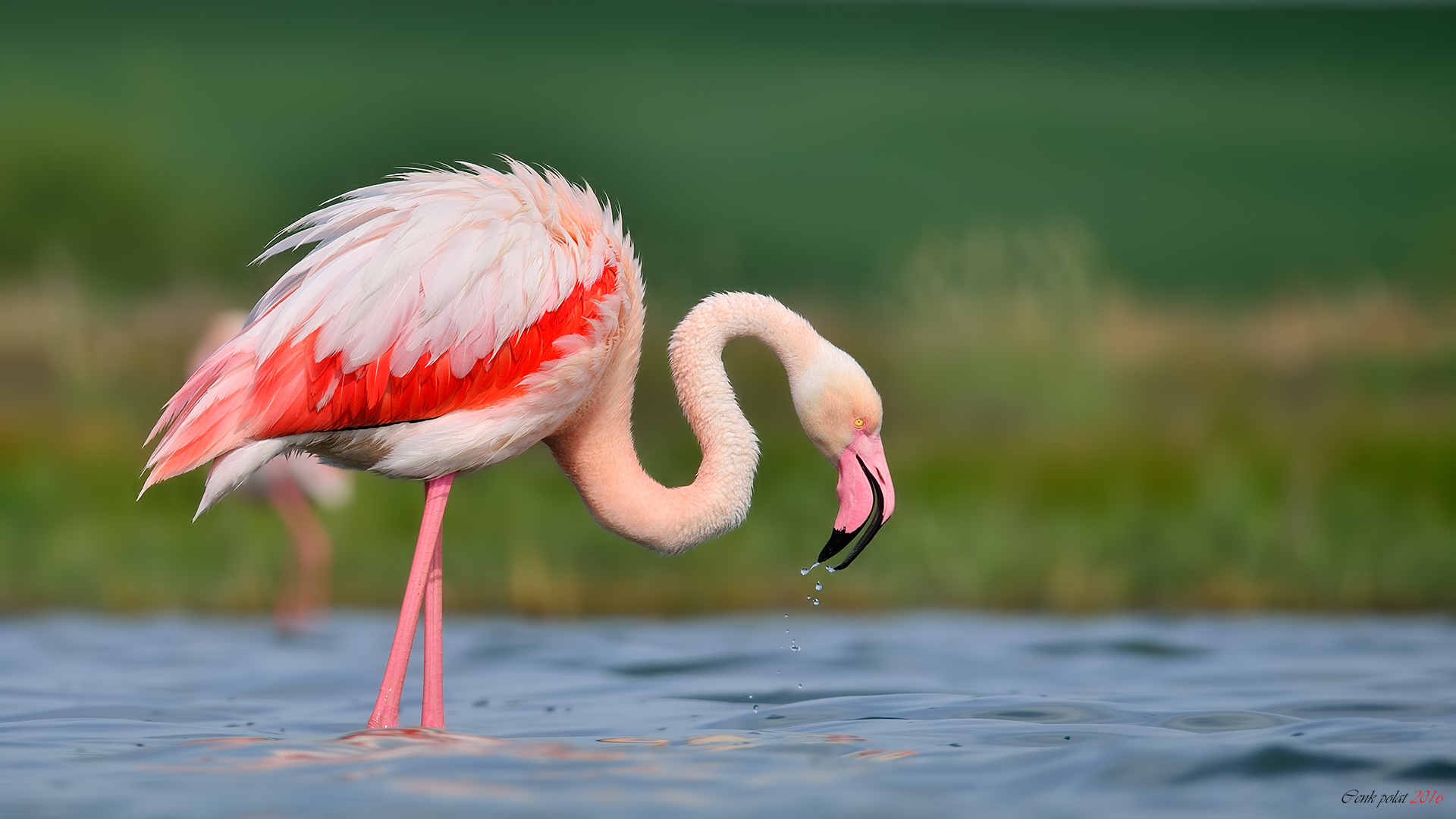 Flamingo