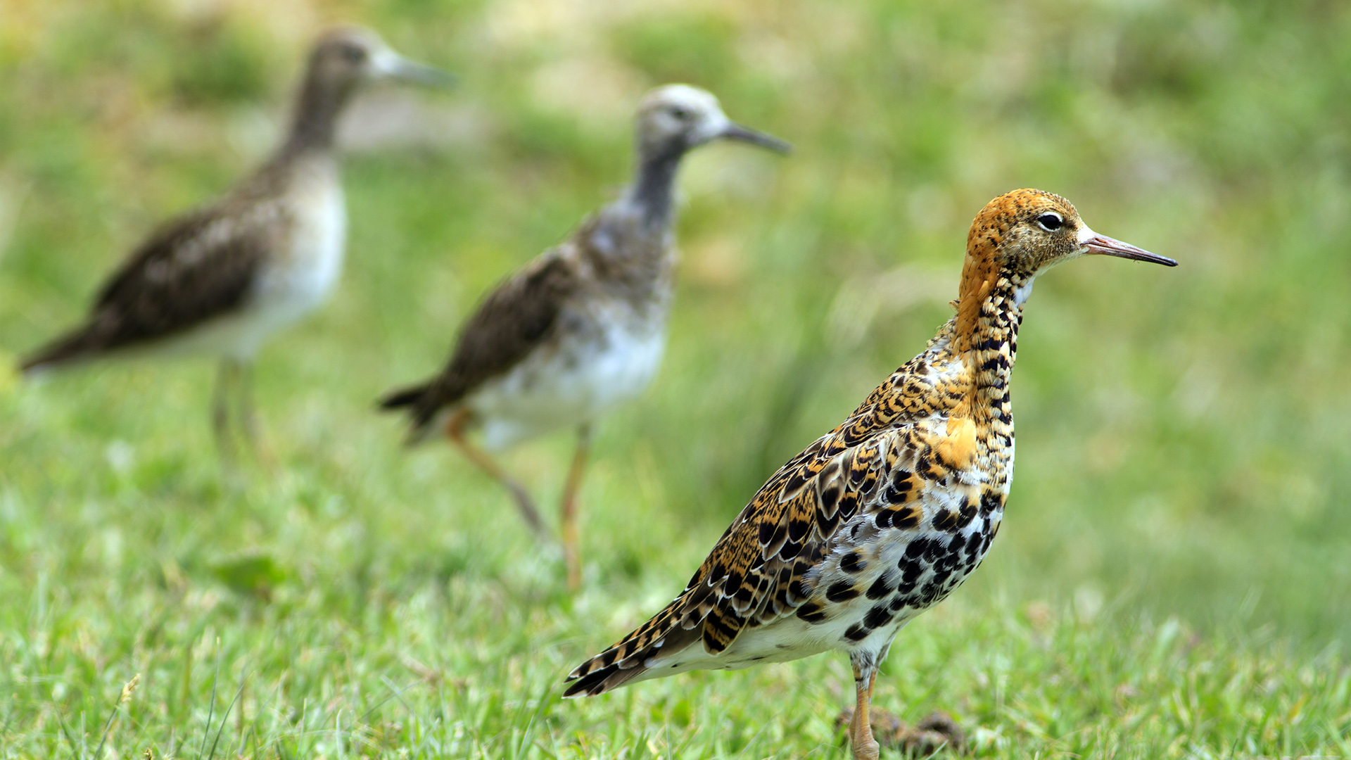 Dövüşkenkuş » Ruff » Calidris pugnax