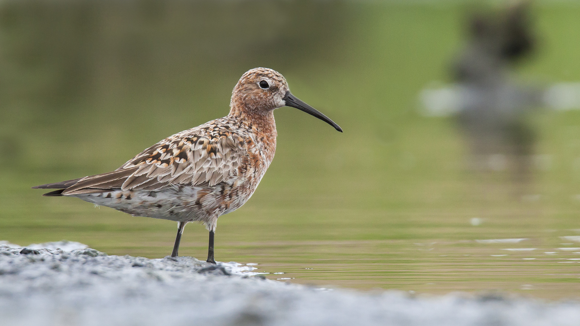 Kızıl kumkuşu » Curlew Sandpiper » Calidris ferruginea