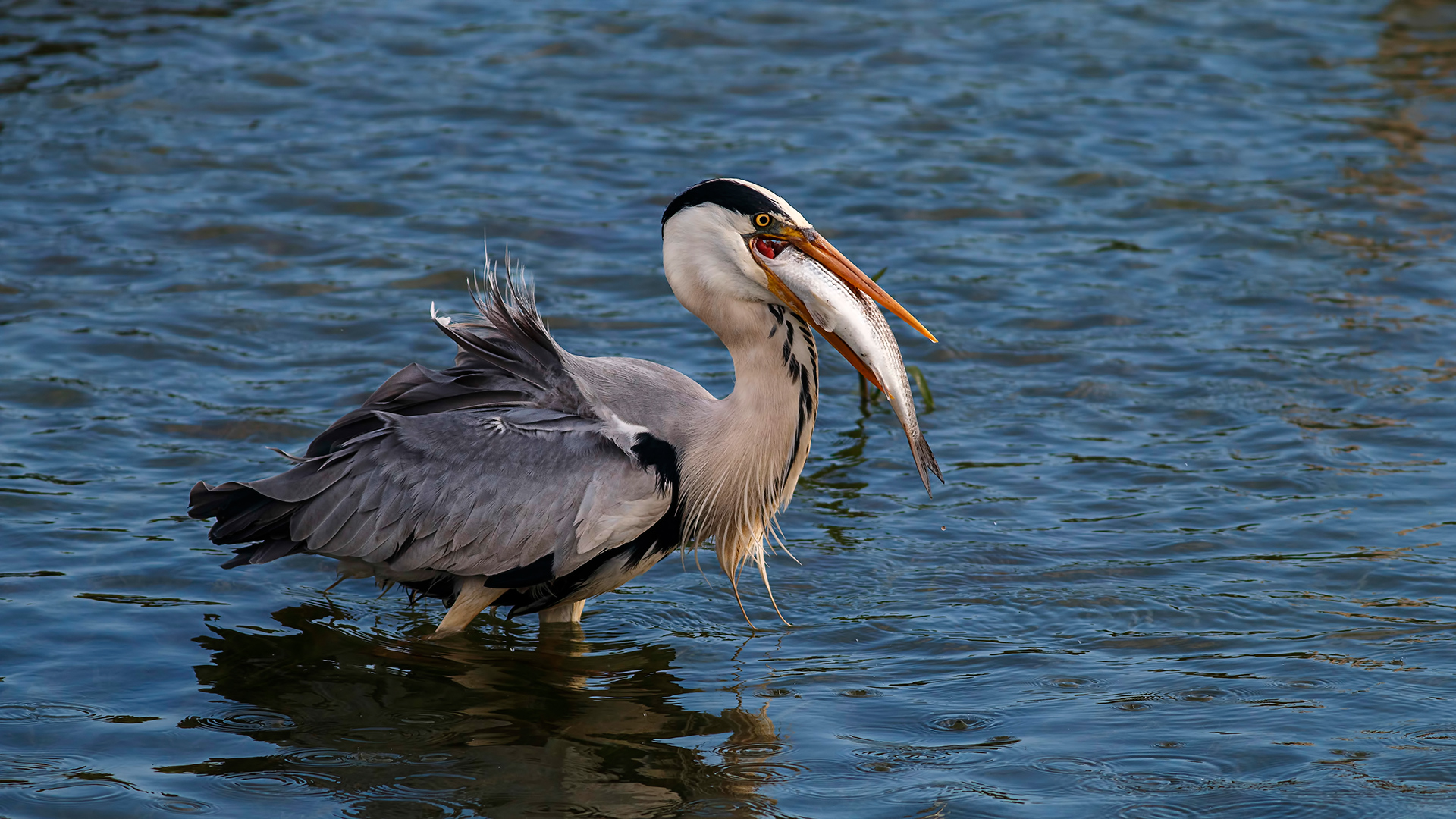 Gri balıkçıl » Grey Heron » Ardea cinerea