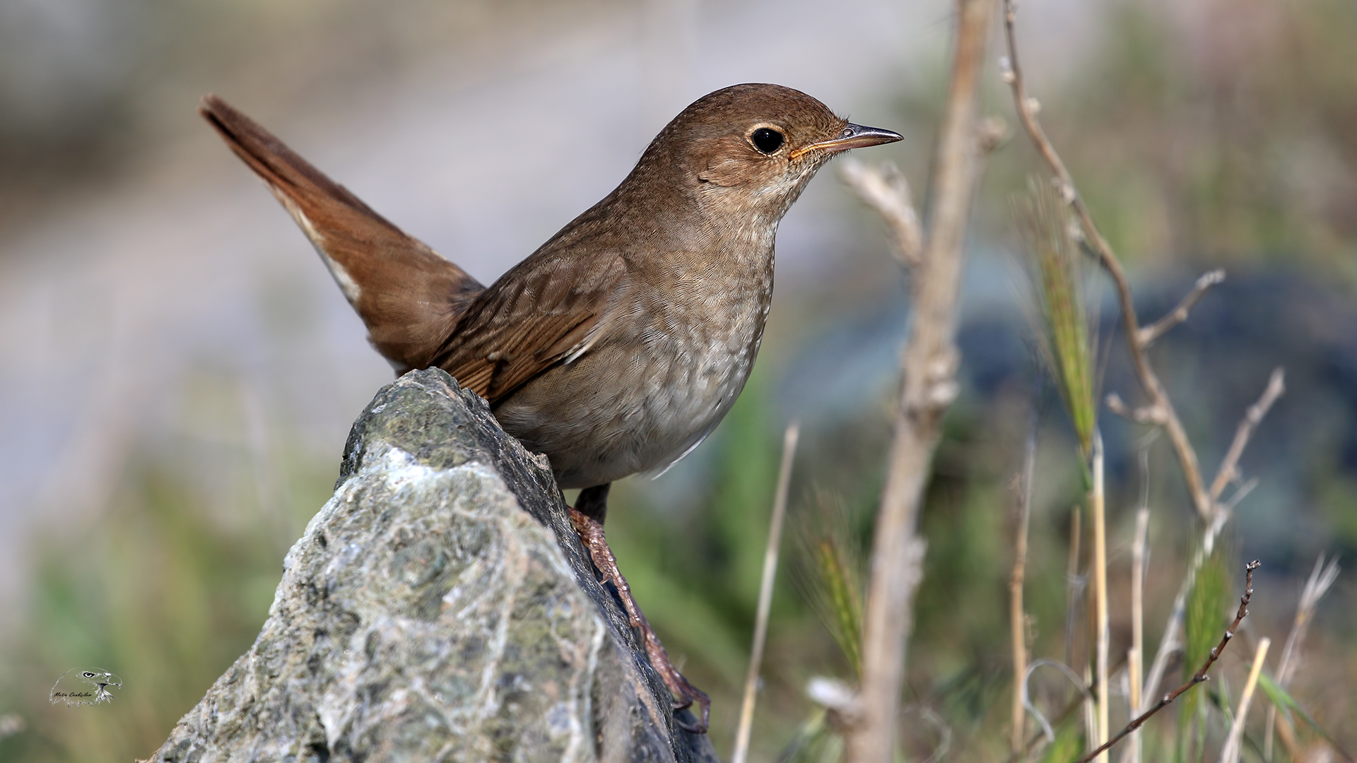 Benekli bülbül » Thrush Nightingale » Luscinia luscinia