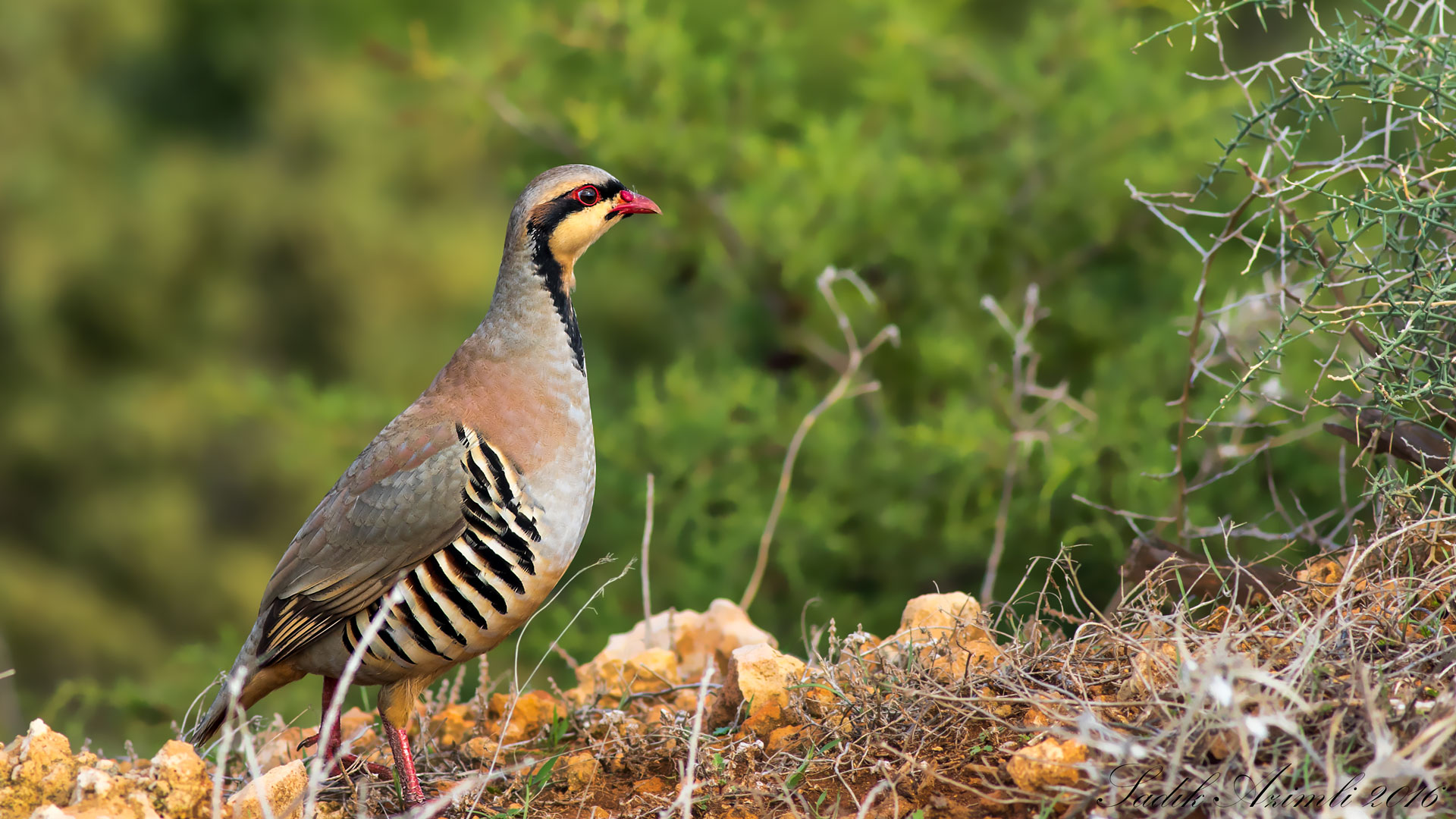 Kınalı keklik » Chukar Partridge » Alectoris chukar