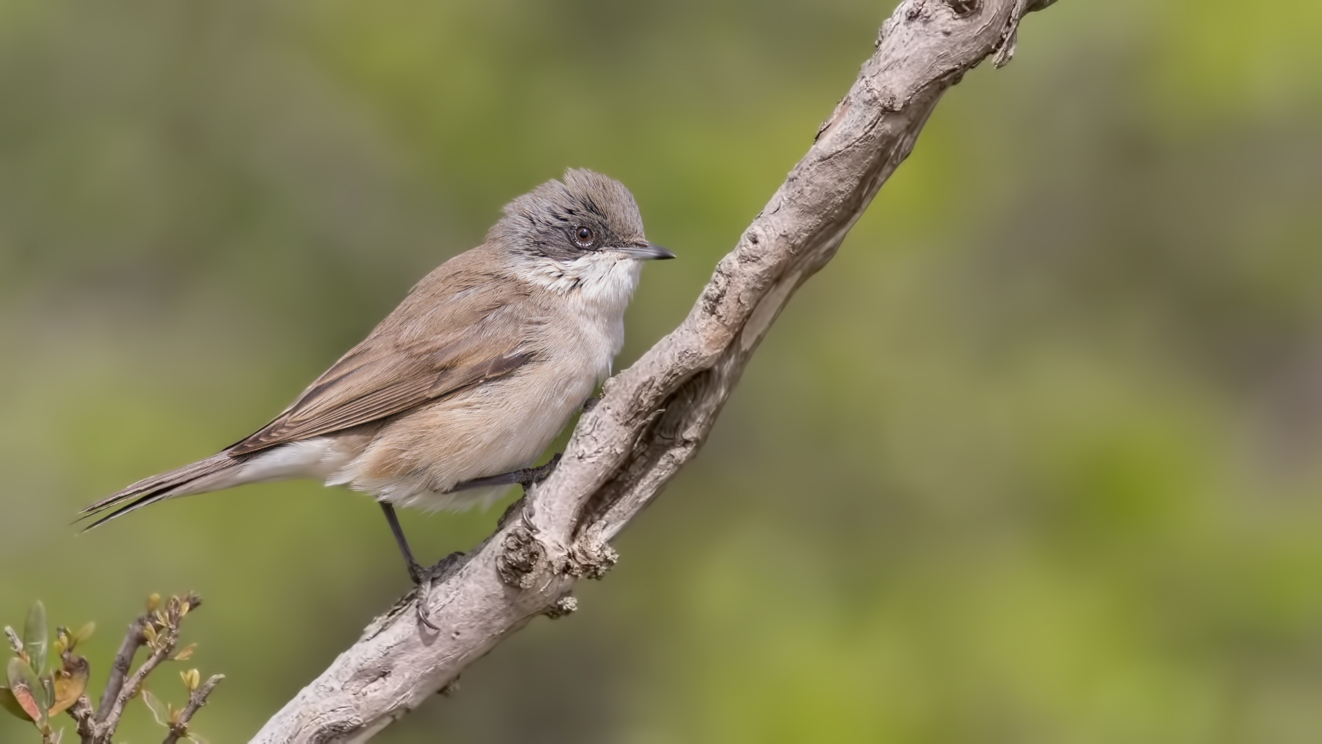 Küçük akgerdanlı ötleğen » Lesser Whitethroat » Sylvia curruca