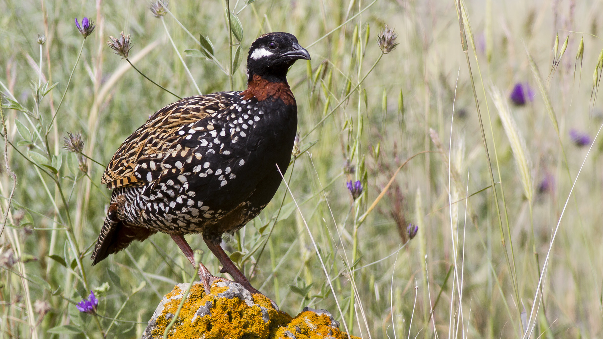 Turaç » Black Francolin » Francolinus francolinus