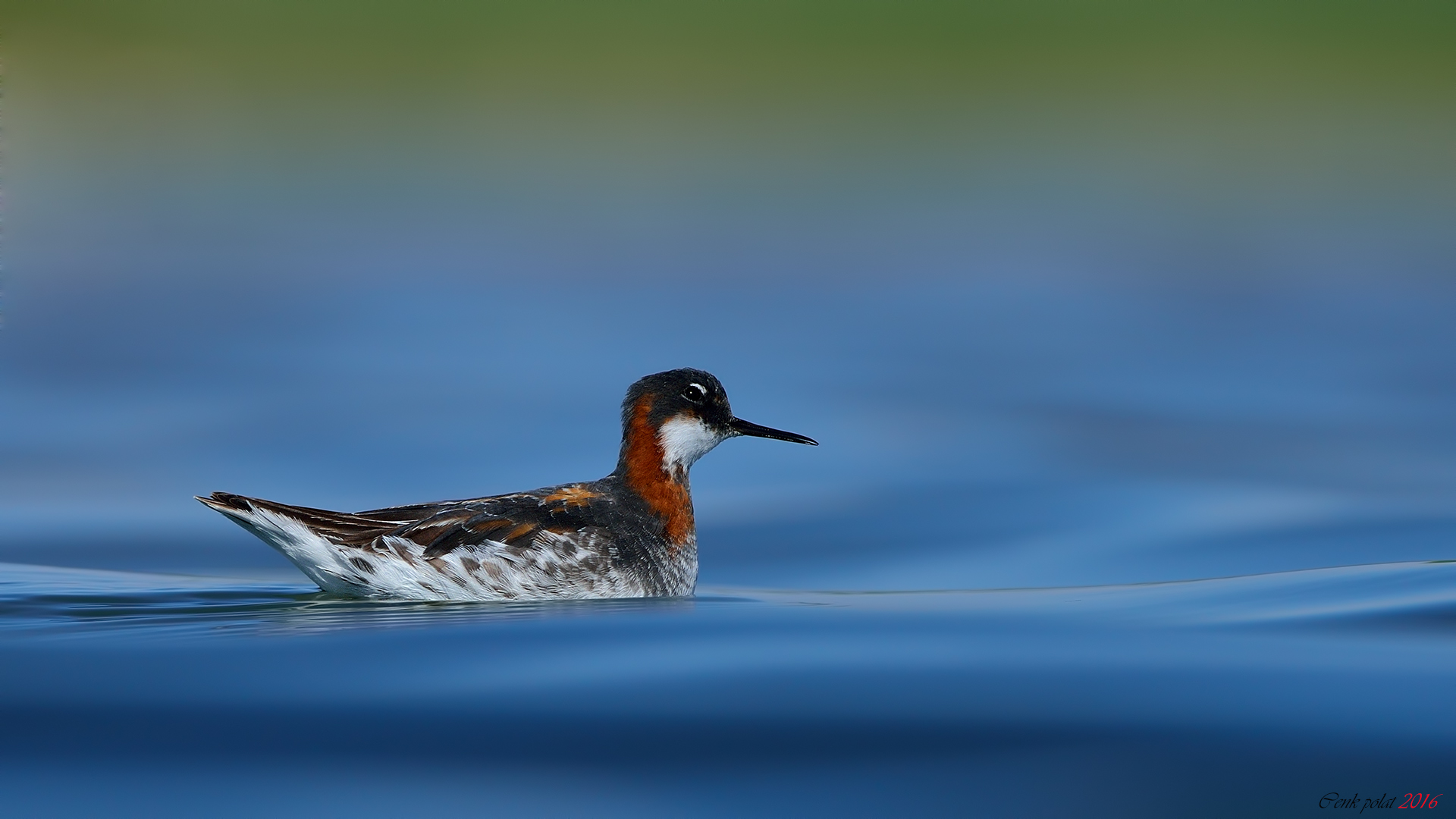 Denizdüdükçünü » Red-necked Phalarope » Phalaropus lobatus