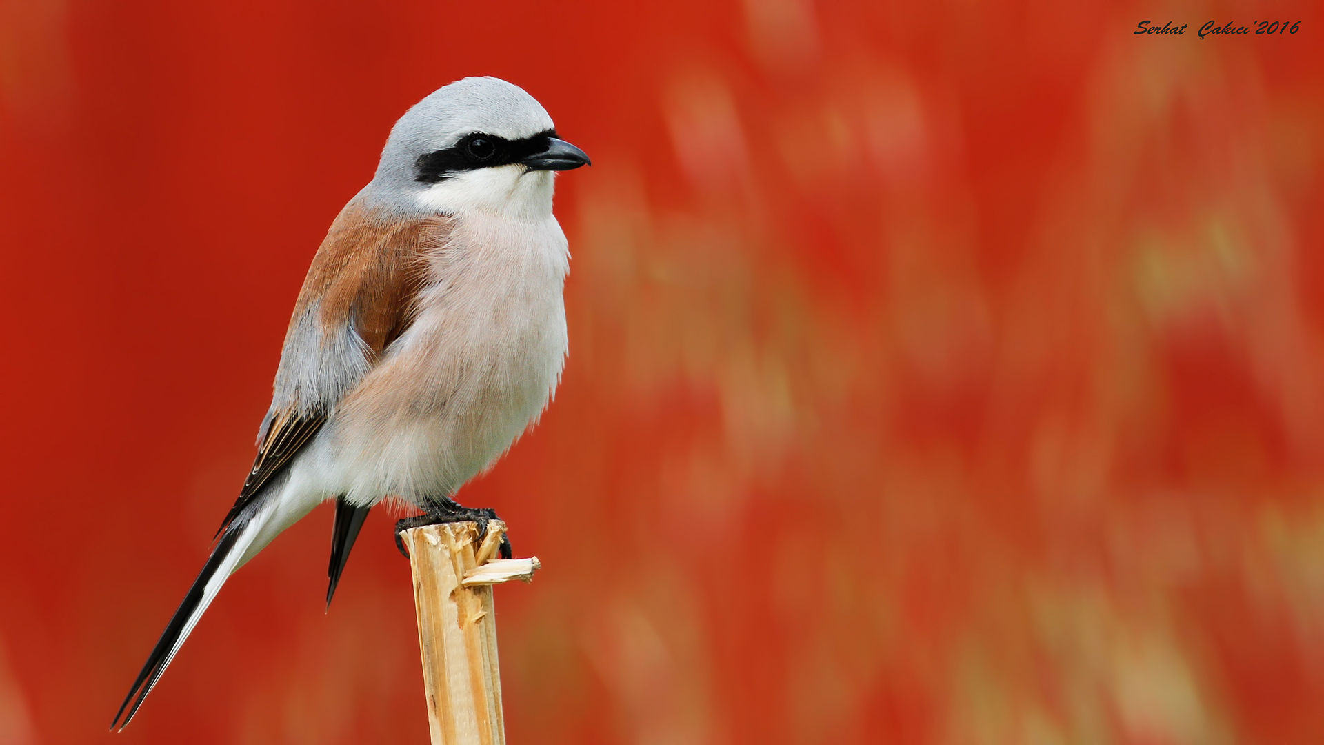 Kızılsırtlı örümcekkuşu » Red-backed Shrike » Lanius collurio