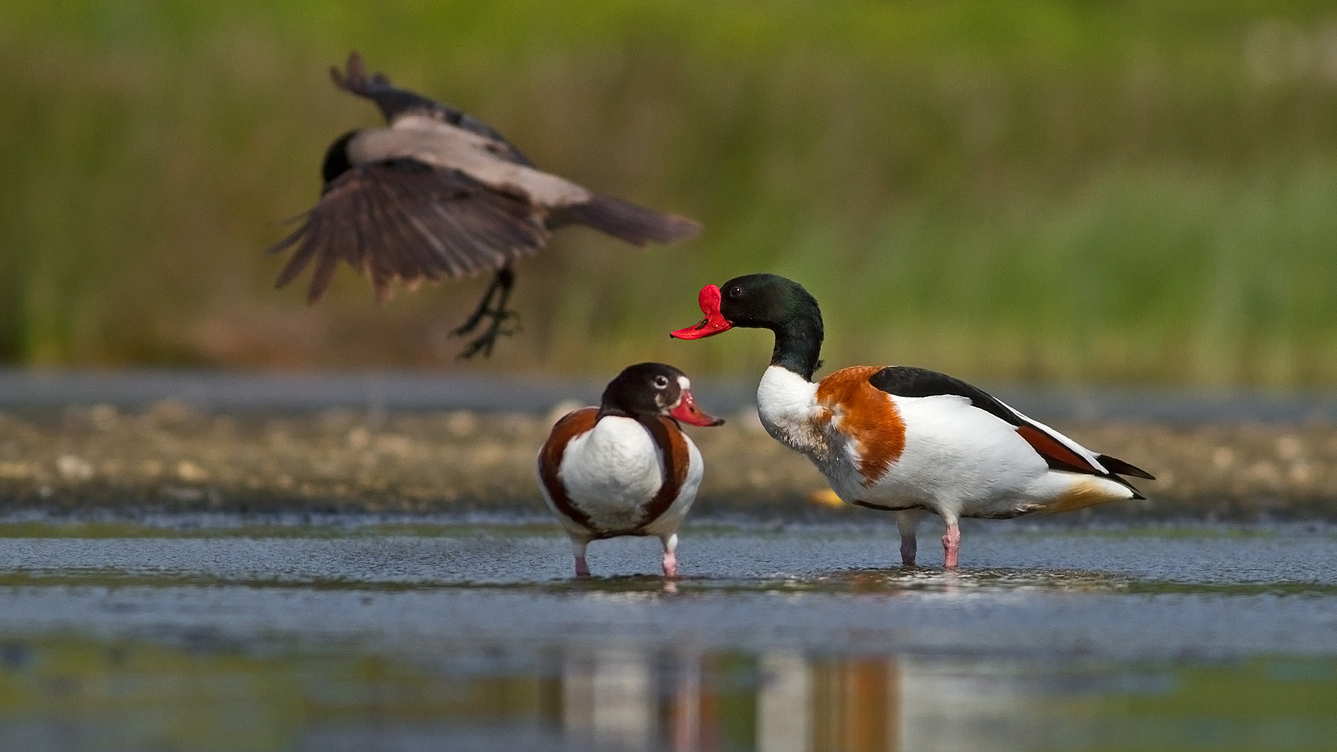 Suna » Common Shelduck » Tadorna tadorna