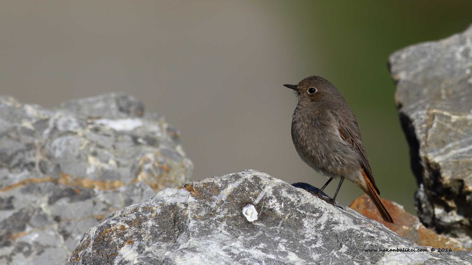 Kara kızılkuyruk » Black Redstart » Phoenicurus ochruros