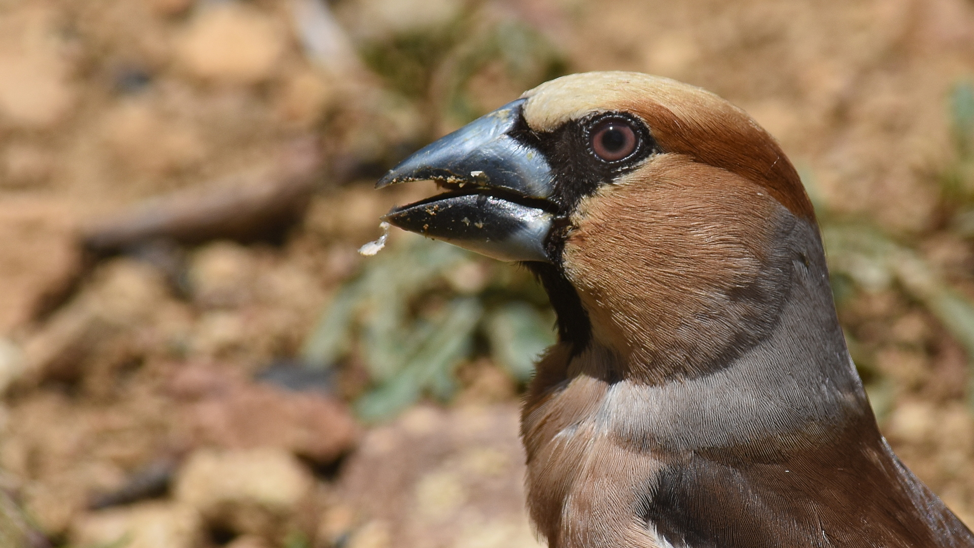 Kocabaş » Hawfinch » Coccothraustes coccothraustes