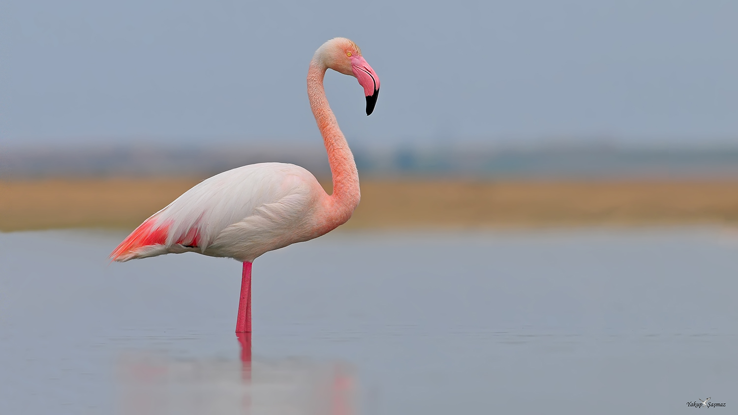 Flamingo