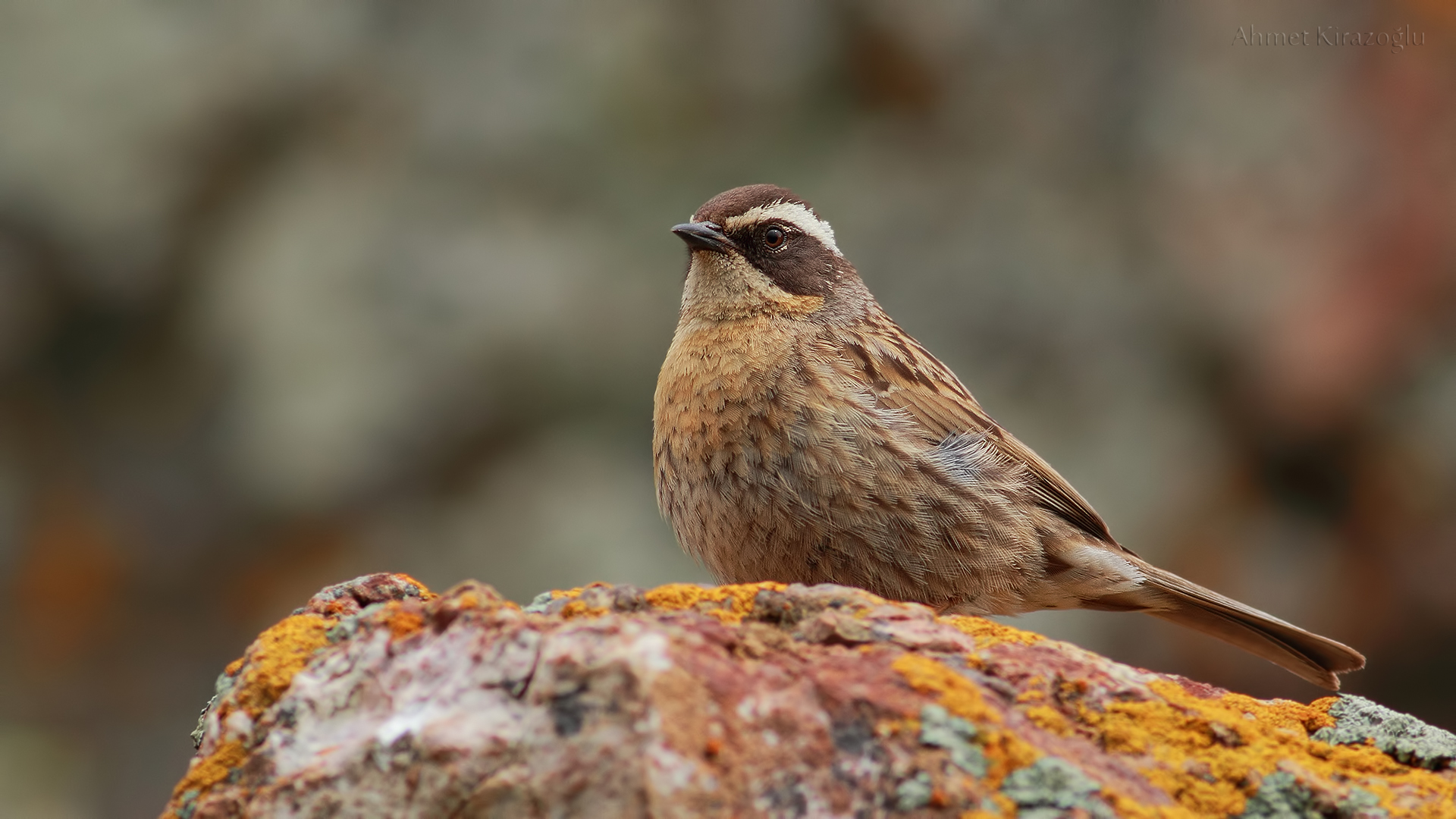 Sürmeli dağbülbülü » Radde`s Accentor » Prunella ocularis