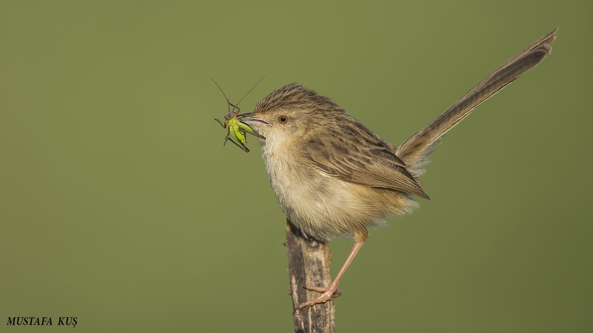 Dikkuyruklu ötleğen » Delicate prinia » Prinia lepida