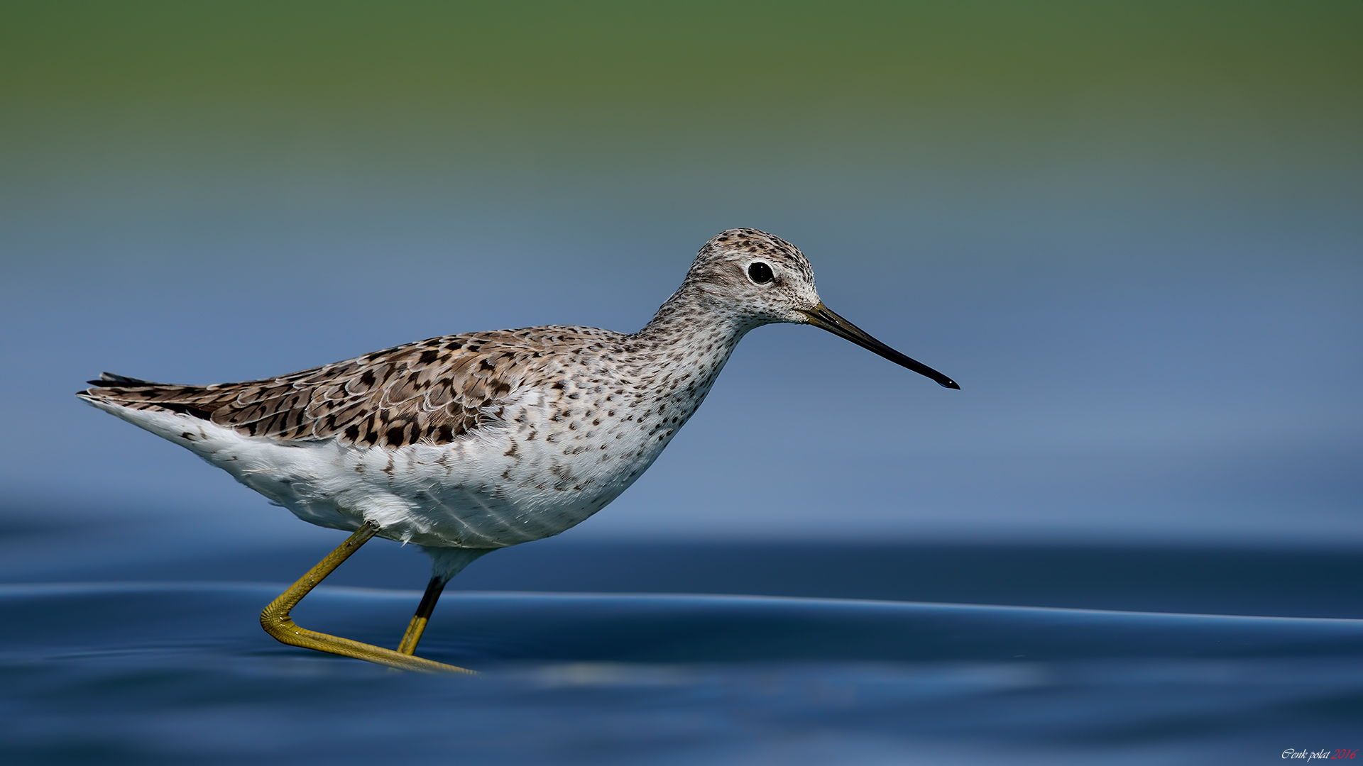 Bataklık düdükçünü » Marsh Sandpiper » Tringa stagnatilis