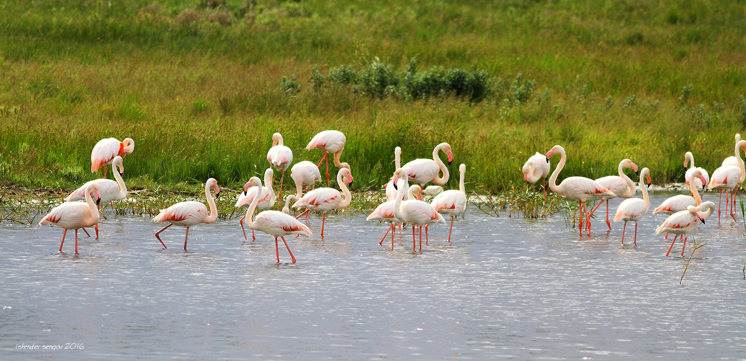 Flamingo