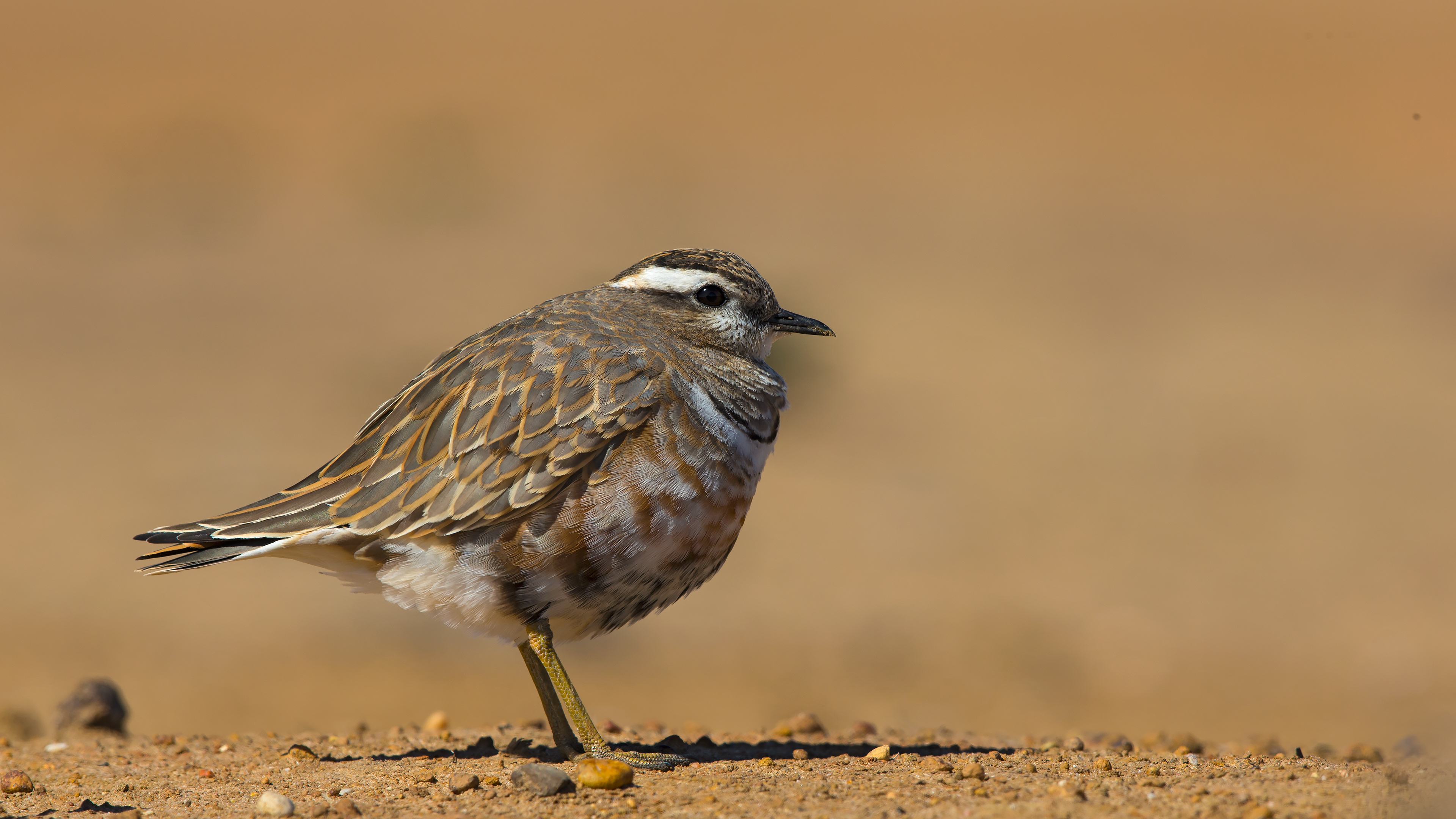 Dağ cılıbıtı » Eurasian Dotterel » Charadrius morinellus