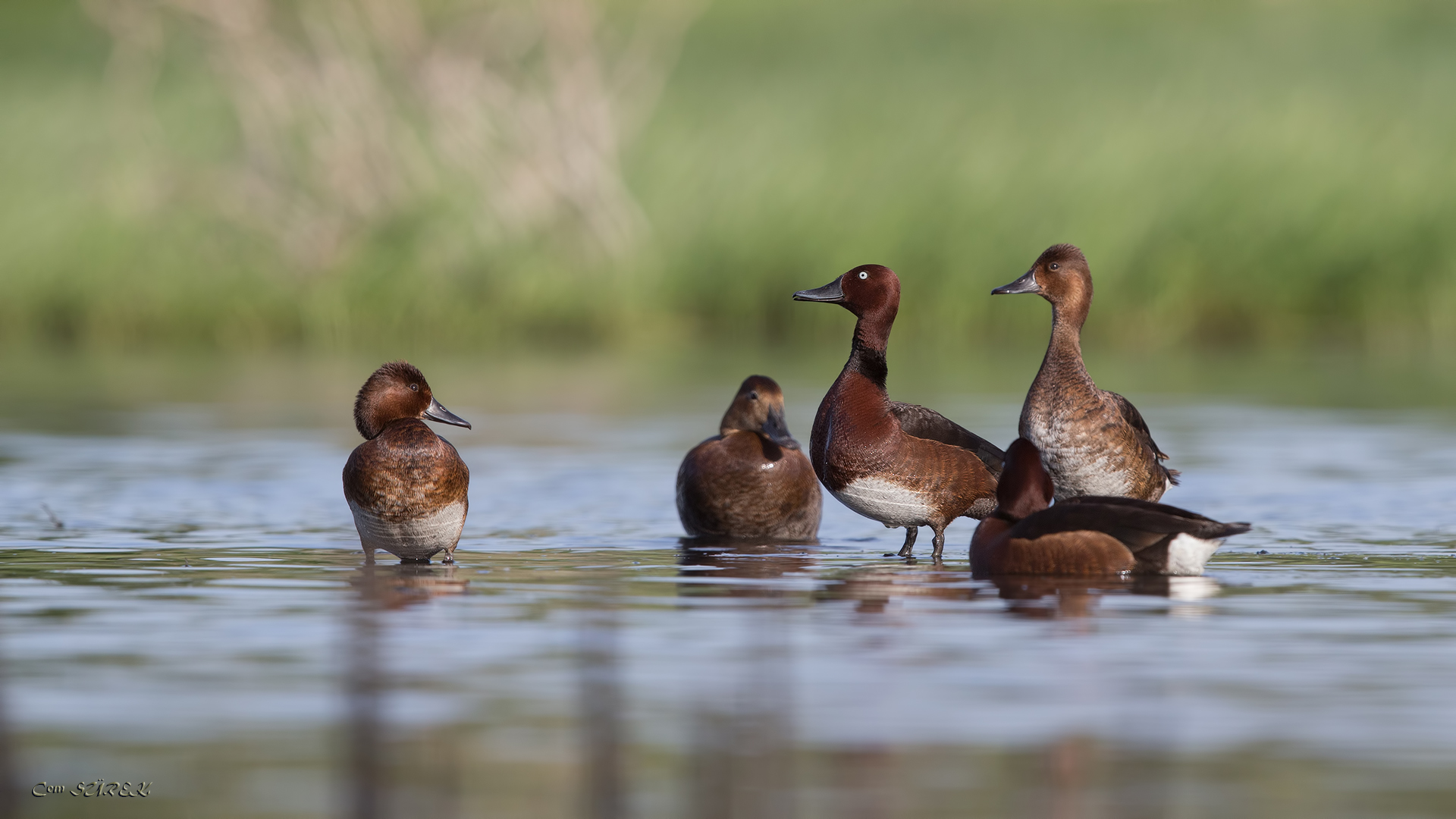 Pasbaş patka » Ferruginous Duck » Aythya nyroca