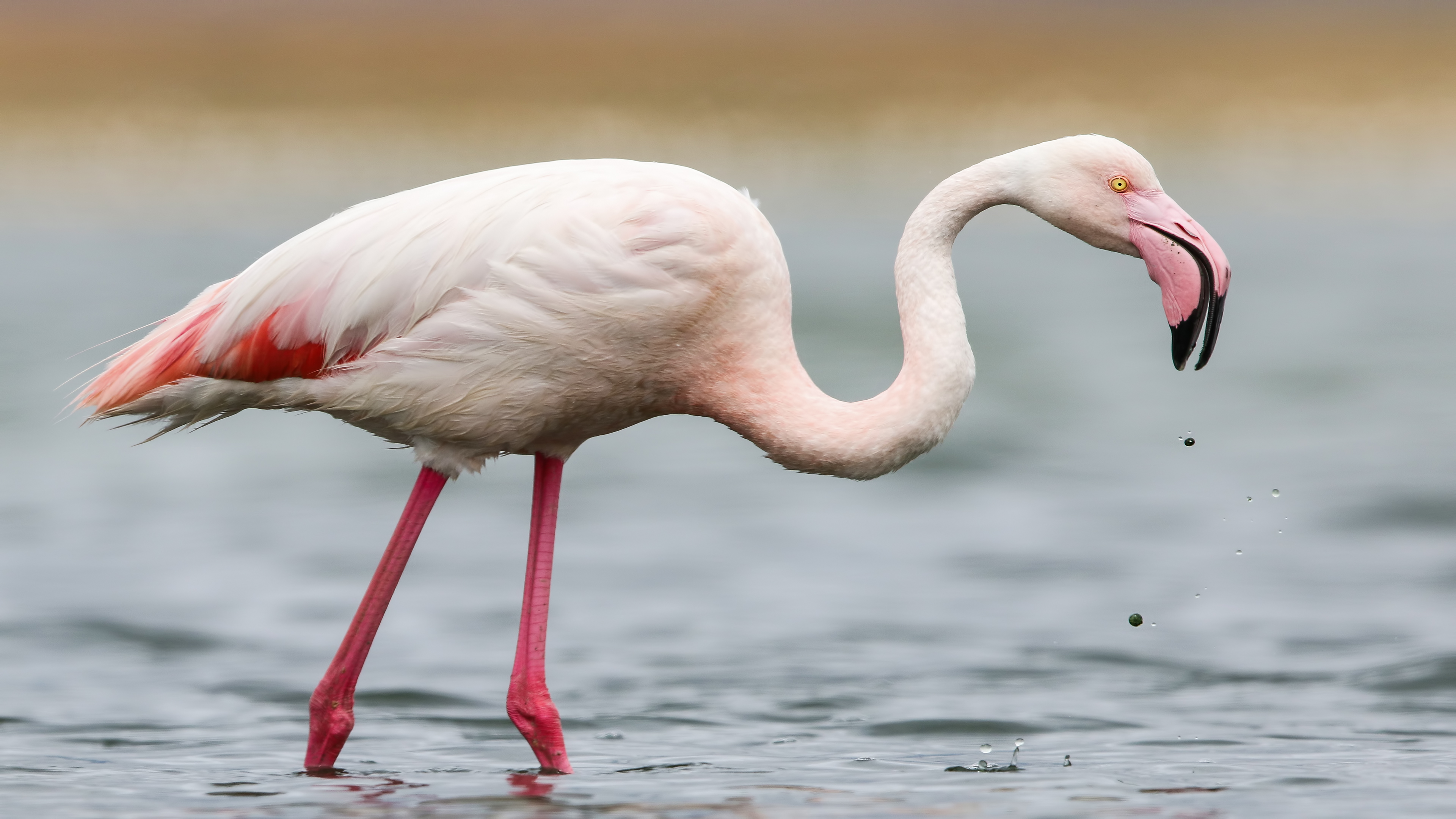 Flamingo » Greater Flamingo » Phoenicopterus roseus