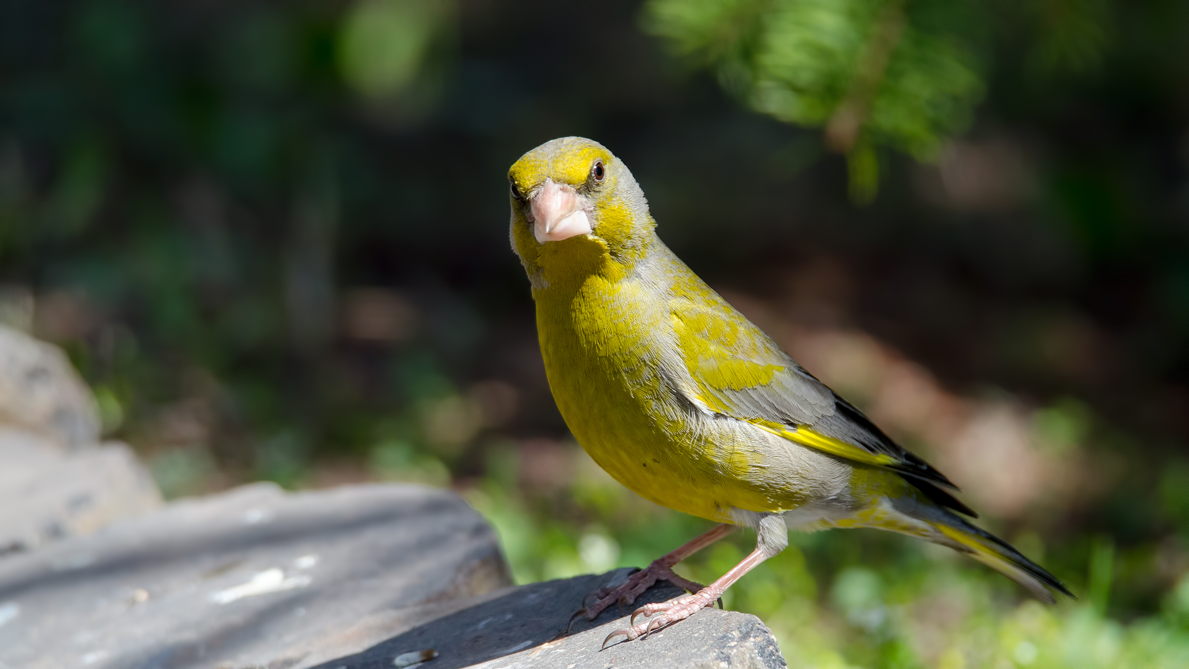 Florya » European Greenfinch » Chloris chloris