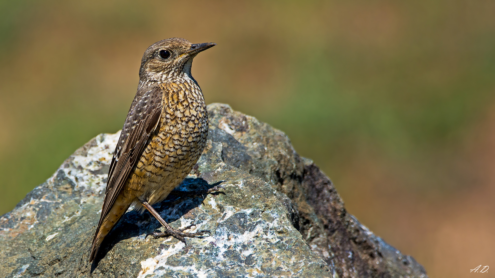 Taşkızılı » Common Rock Thrush » Monticola saxatilis