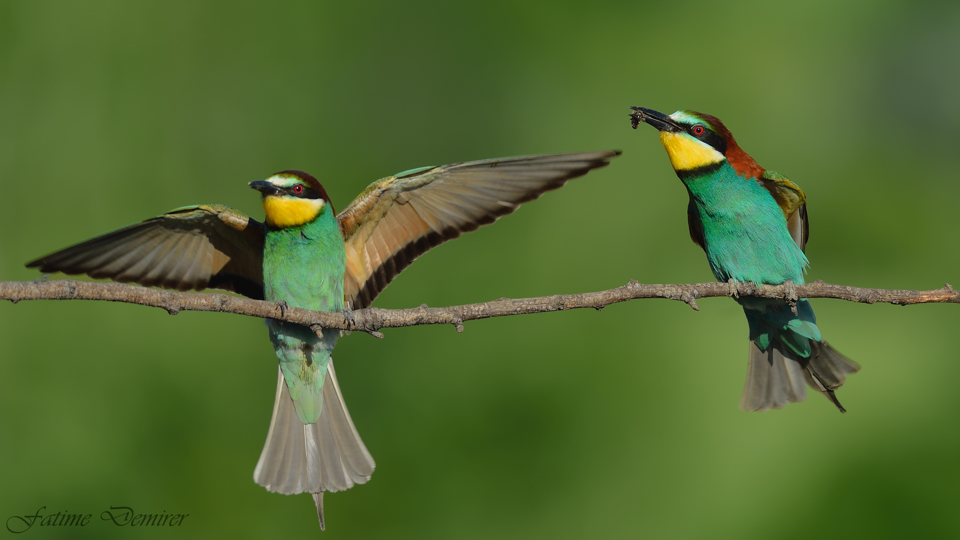 Arıkuşu » European Bee-eater » Merops apiaster