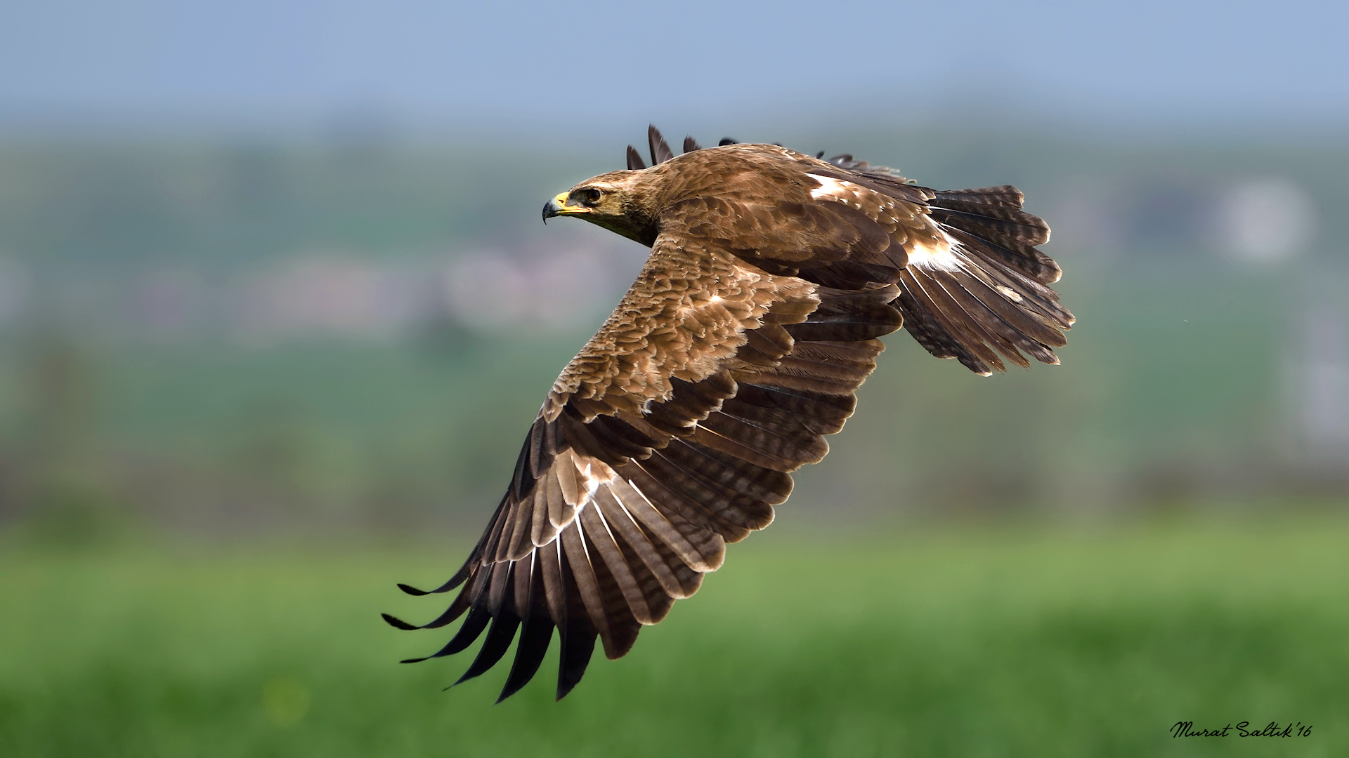 Küçük orman kartalı » Lesser Spotted Eagle » Clanga pomarina